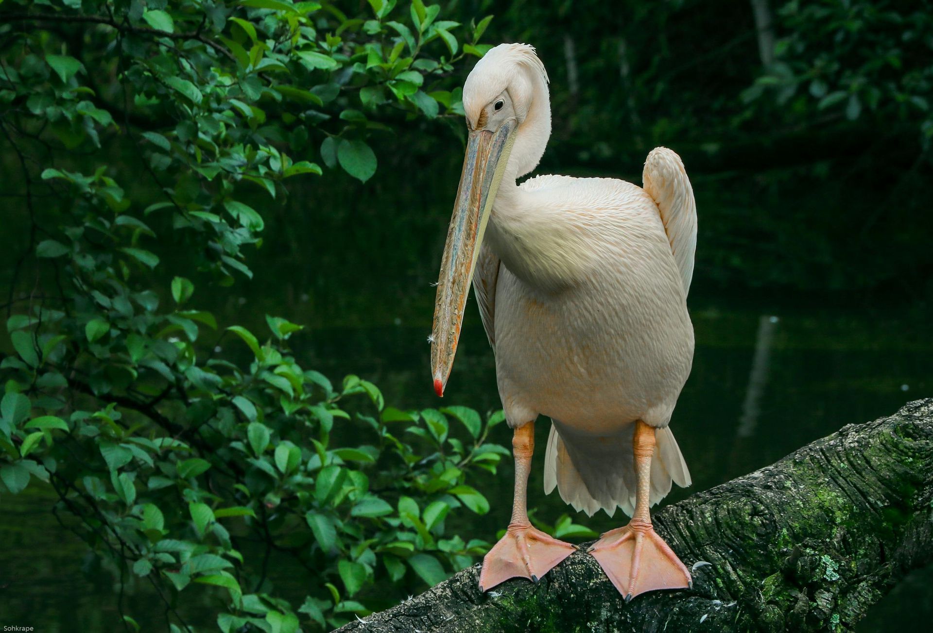 Safari Holidays in Gabon with Awake in the Wild 