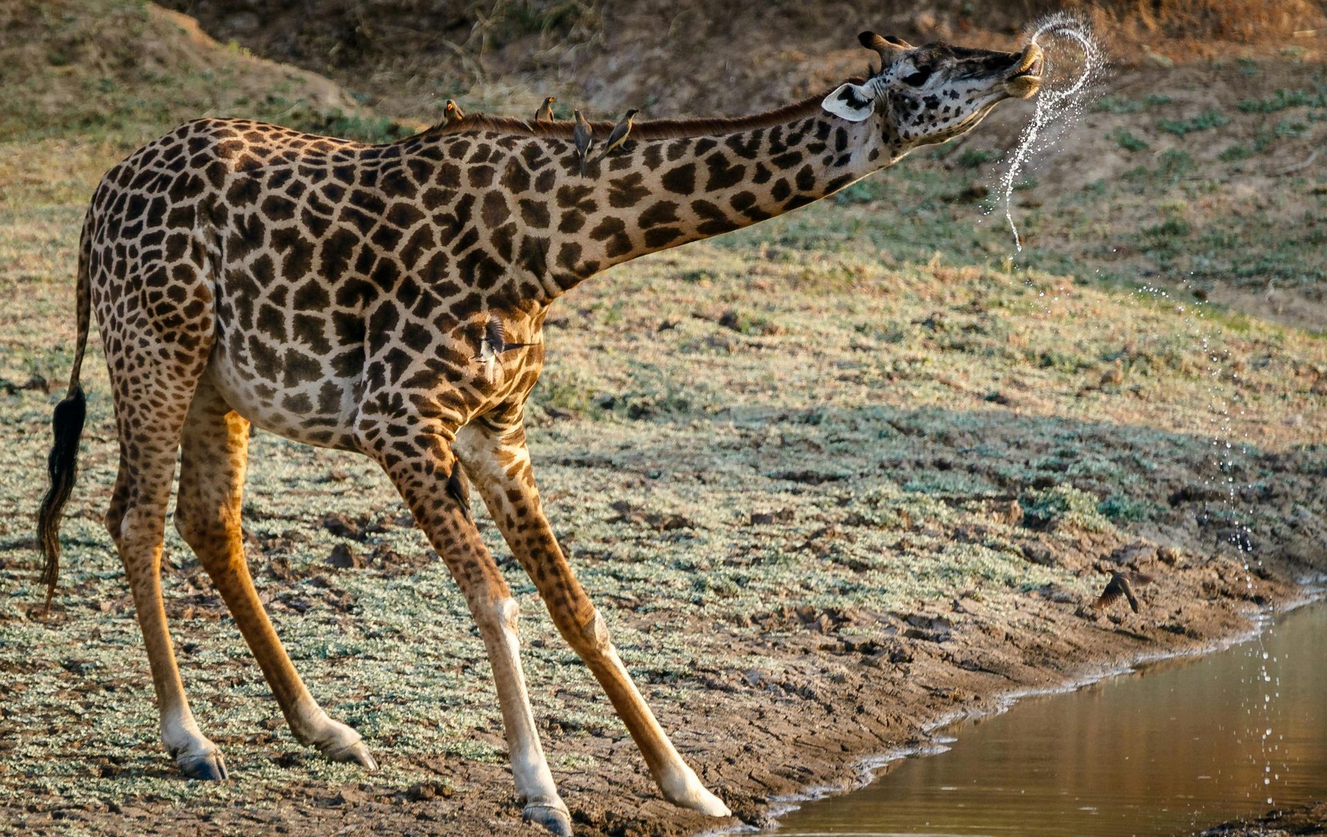 Safari Holidays in Zambia with Awake in the Wild