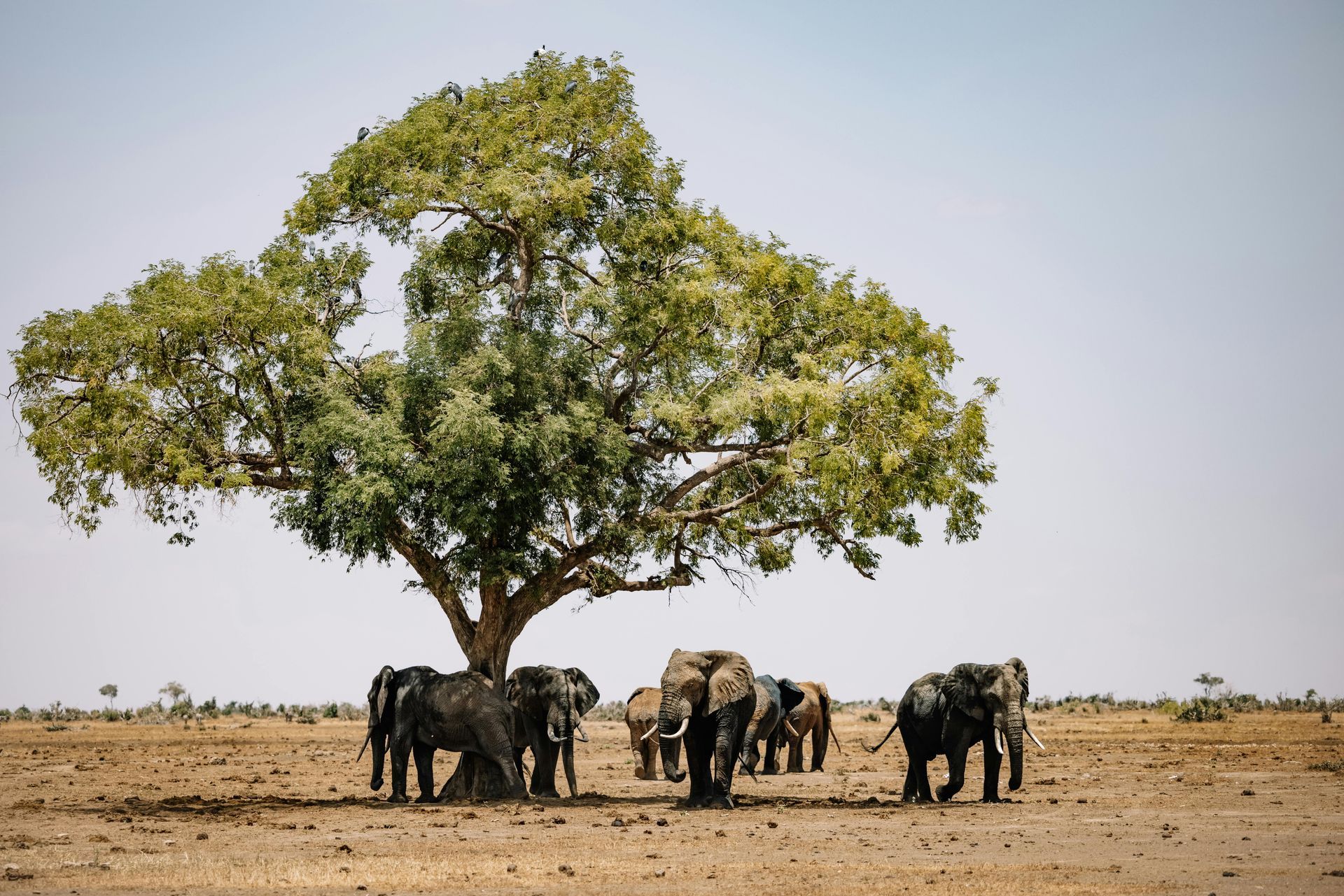 Kenya Safari Holidays with Awake in the Wild 