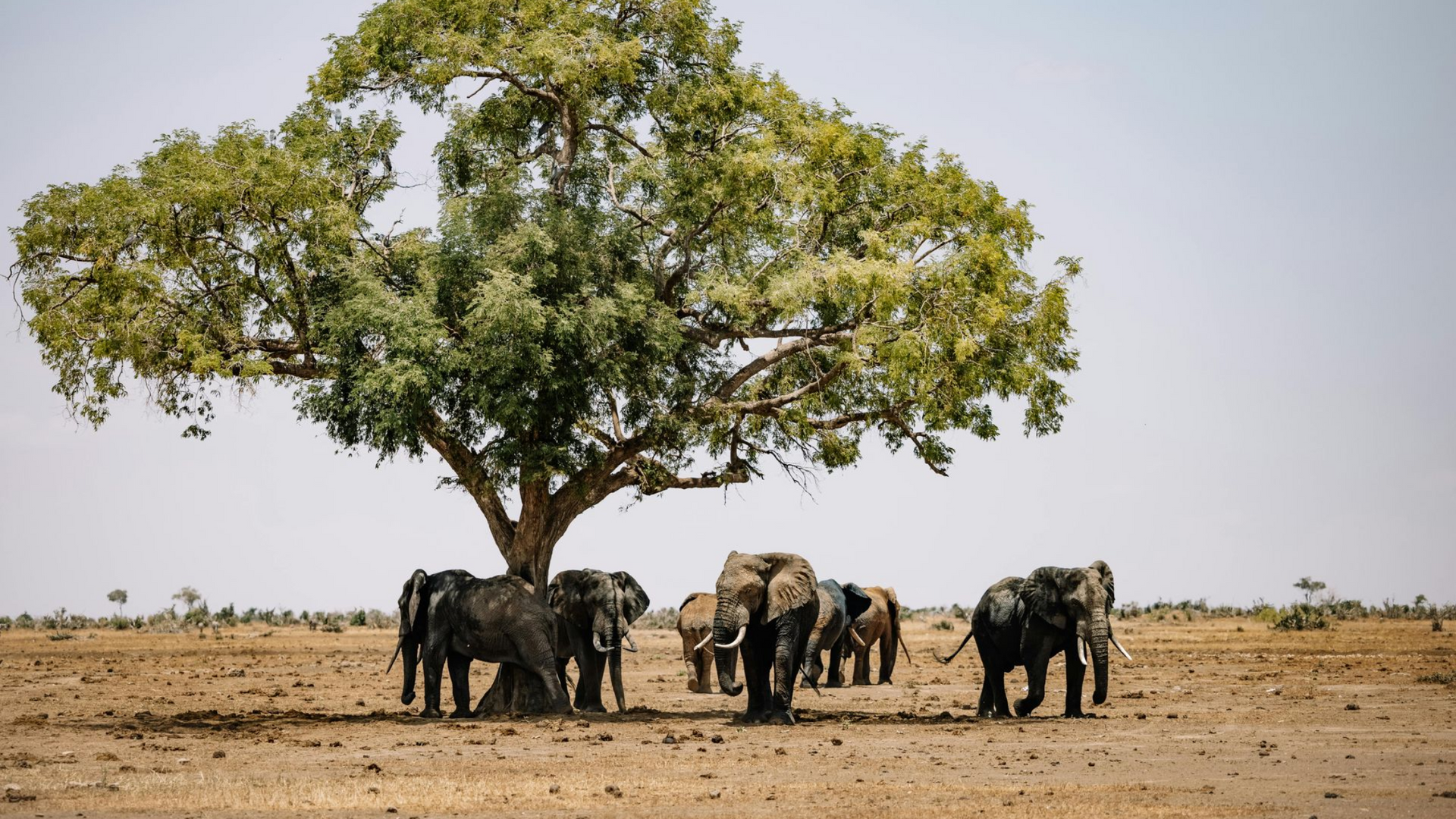 Kenya & Tanzania Safaris