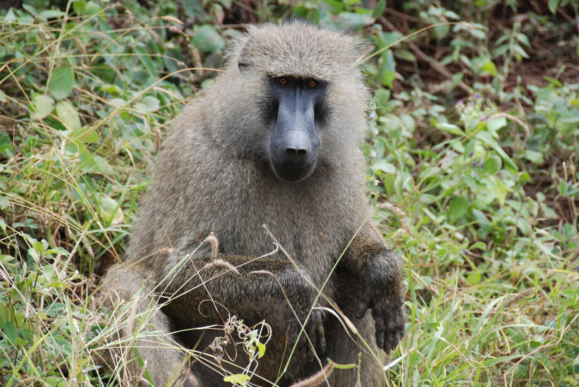 Safari Holidays to Rwanda with Awake in the Wild