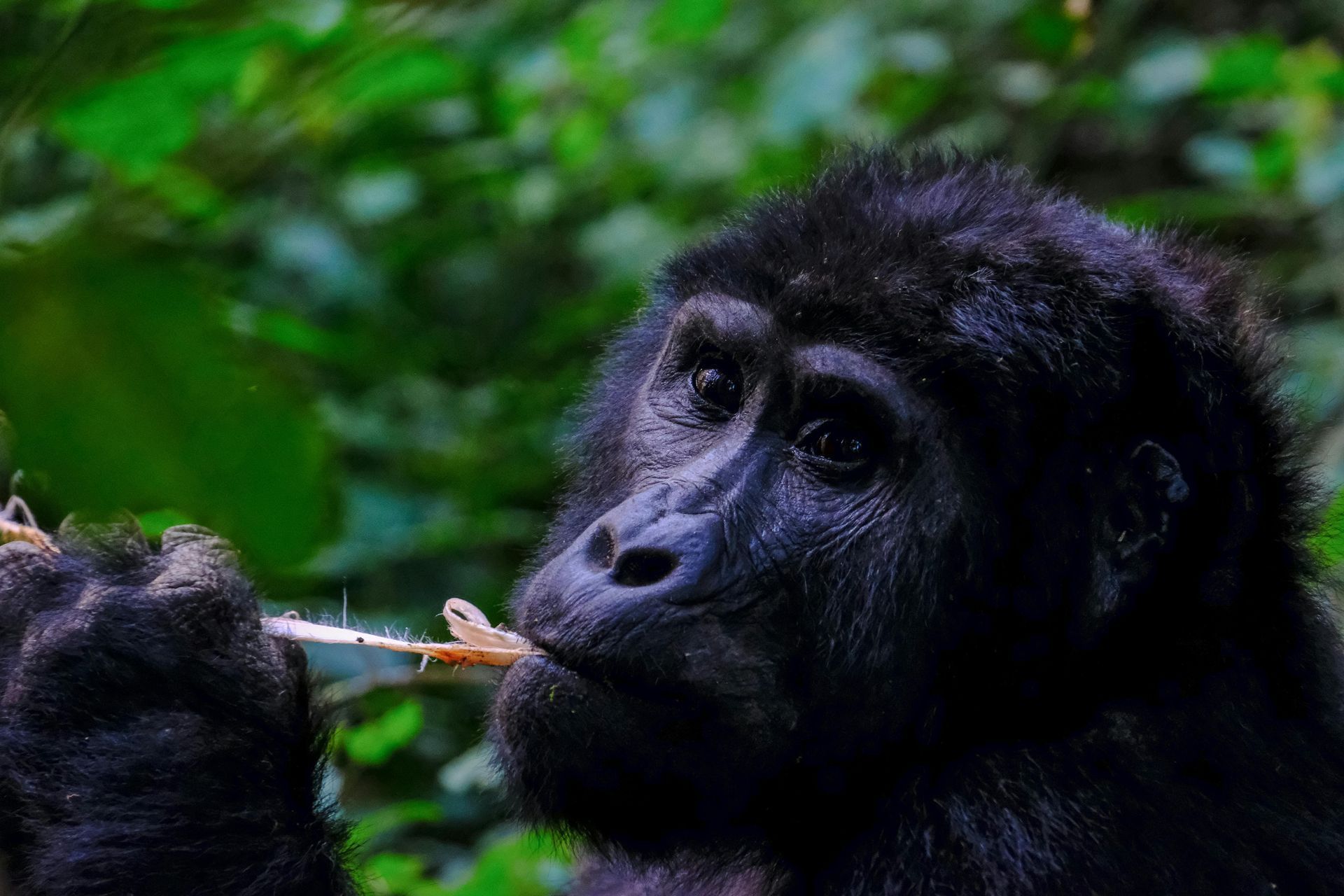 Uganda Safari Holidays with Awake in the Wild