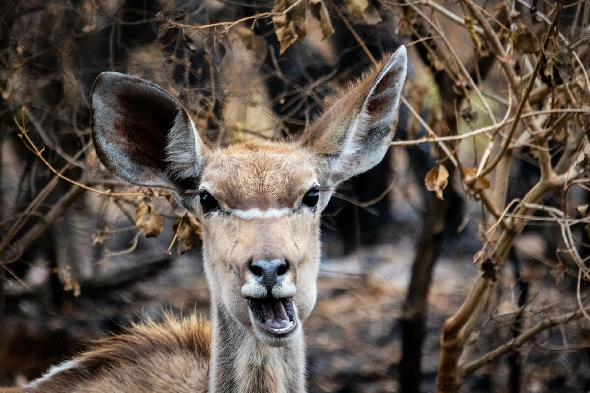 Thawale Bush Circuit - best walking safari routes in majete wildlife reserve