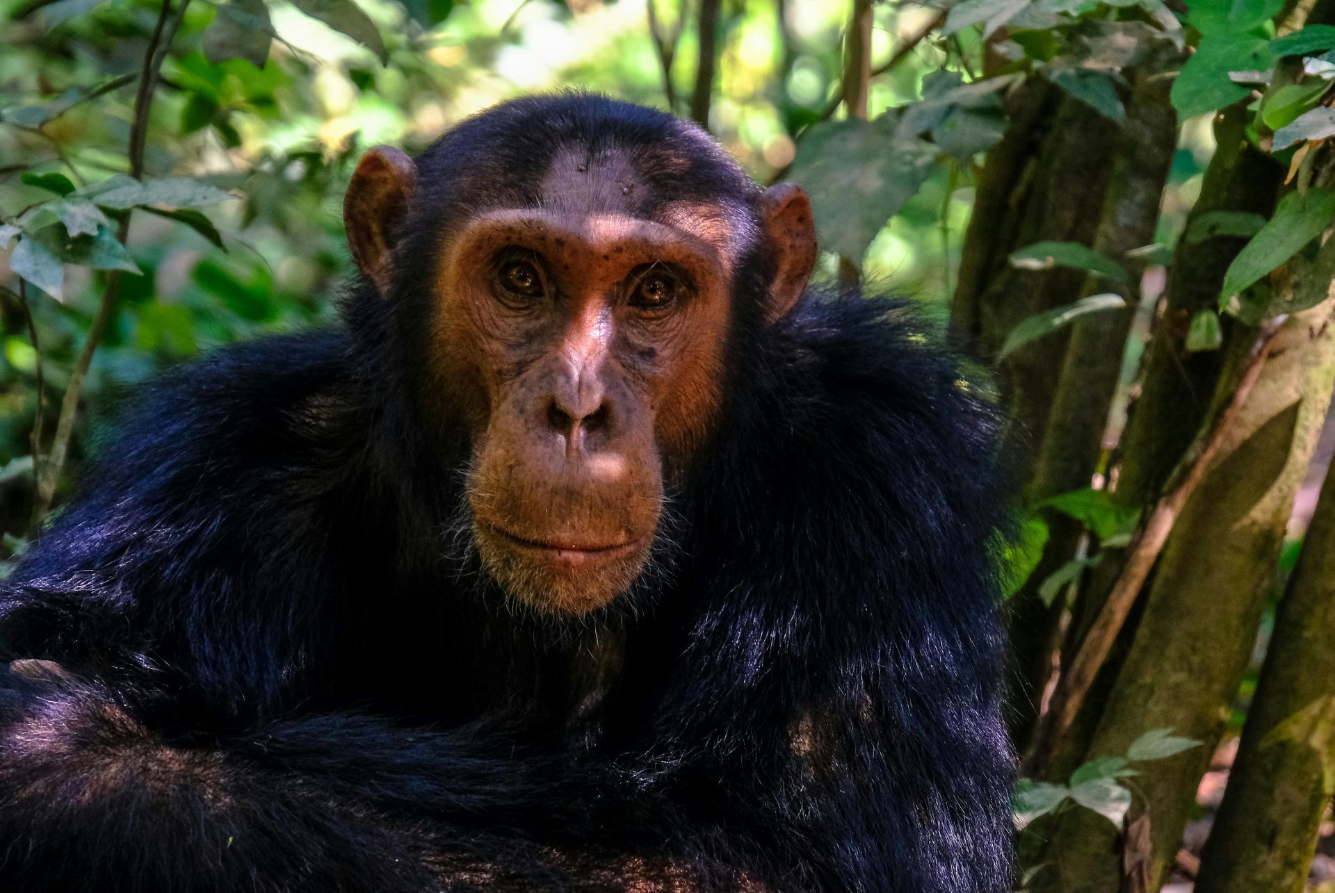 Gishwati–Mukura National Park