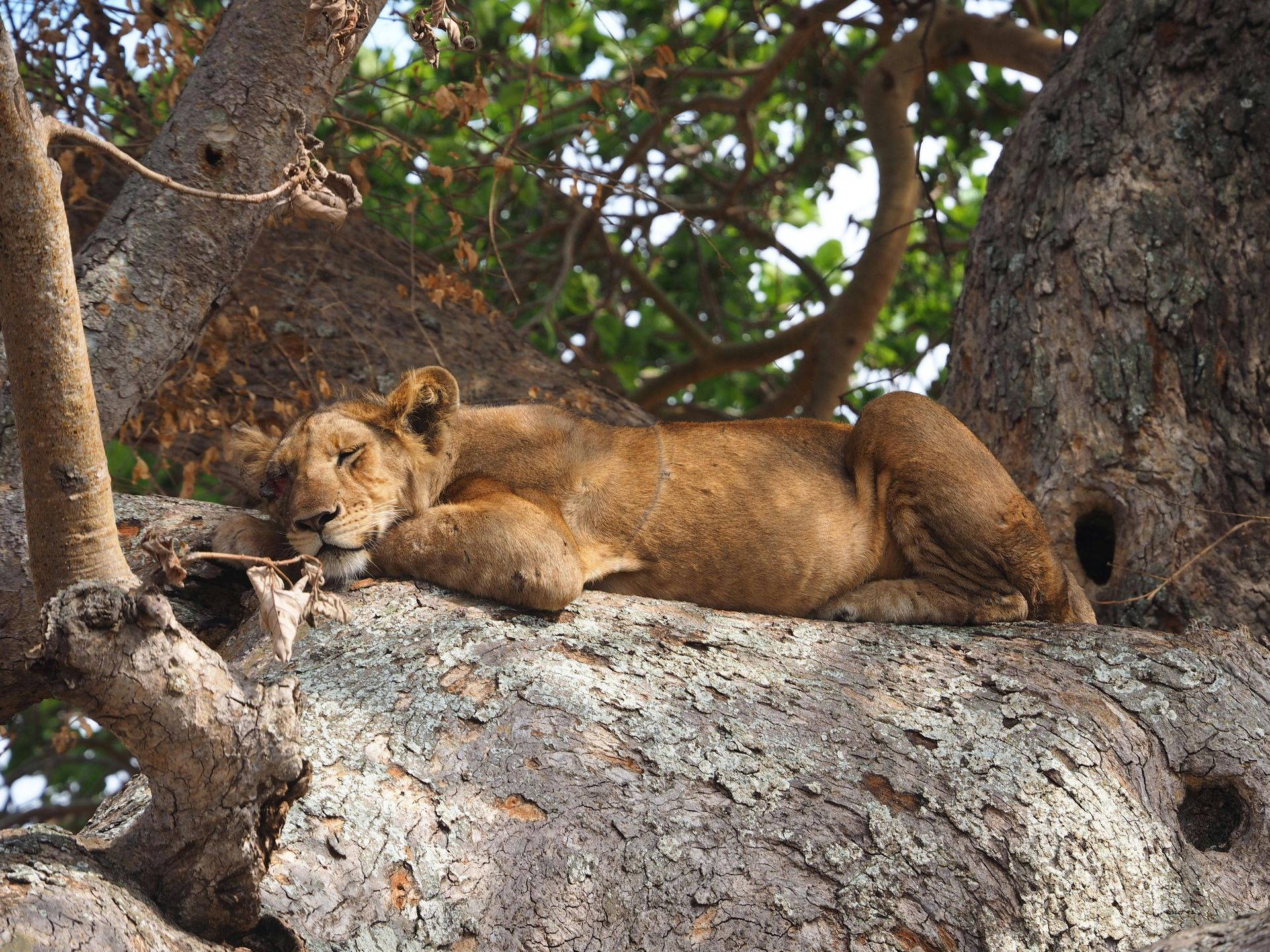 Queen Elizabeth National Park