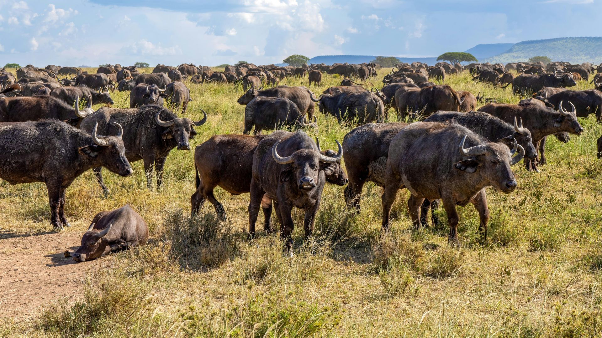 Masai Mara