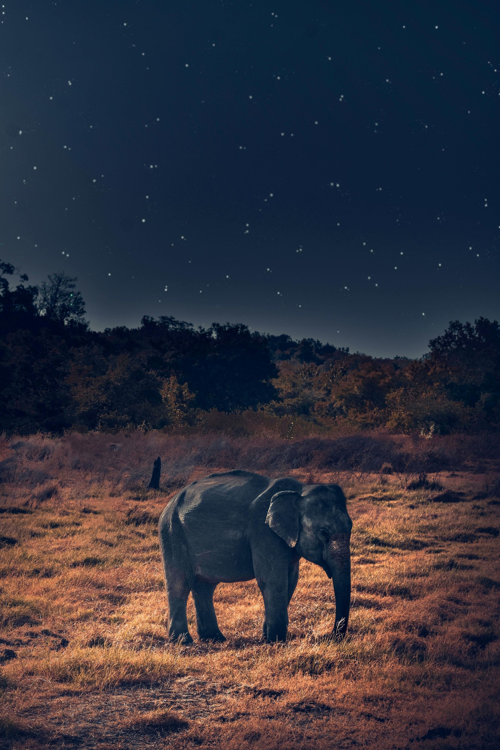 Stargazing in the African Night Sky