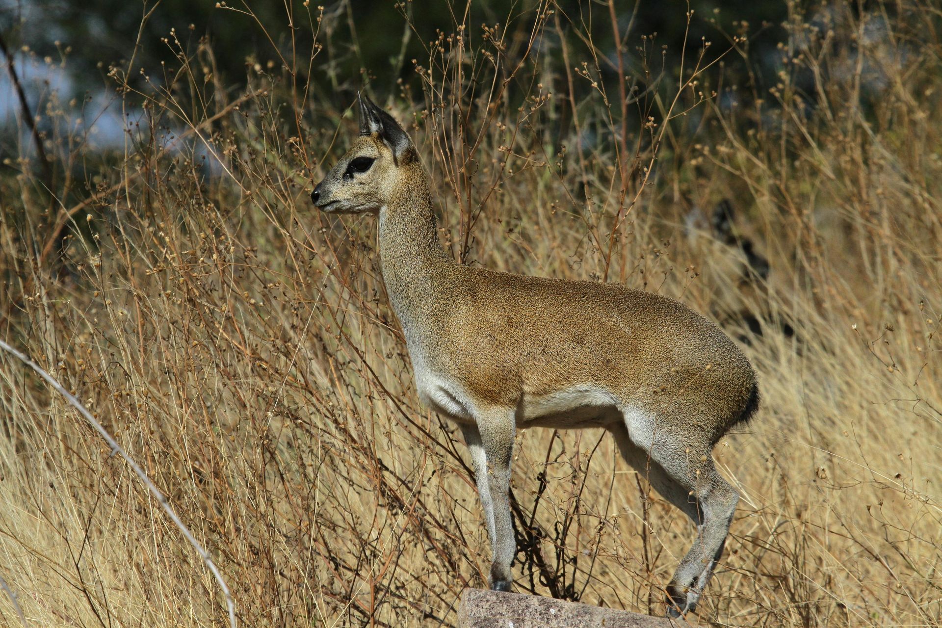 Nkhumba Hill Climb - best walking safari routes in majete wildlife reserve