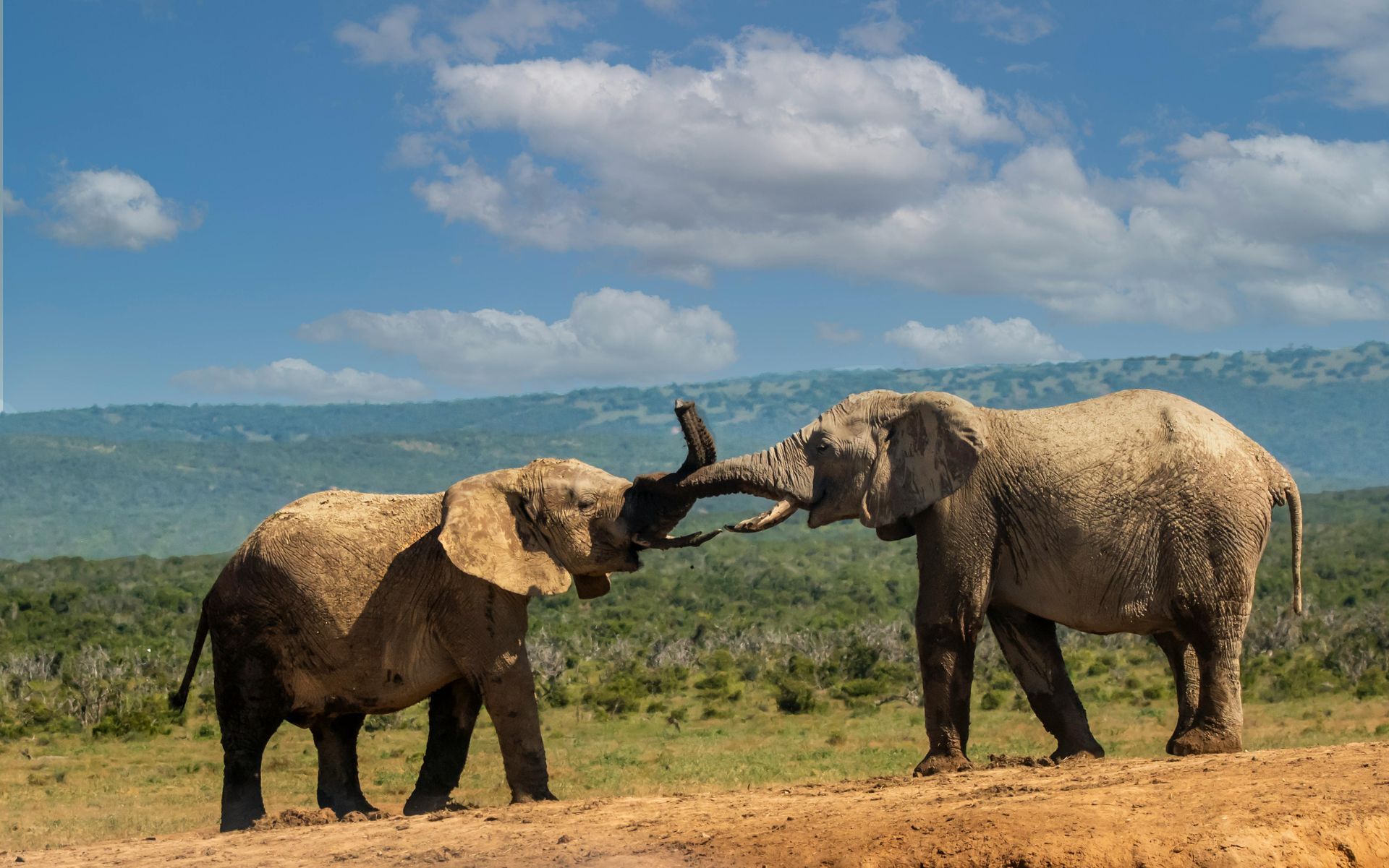 A Complete Guide to Tsavo West National Park | Safari Insights UK