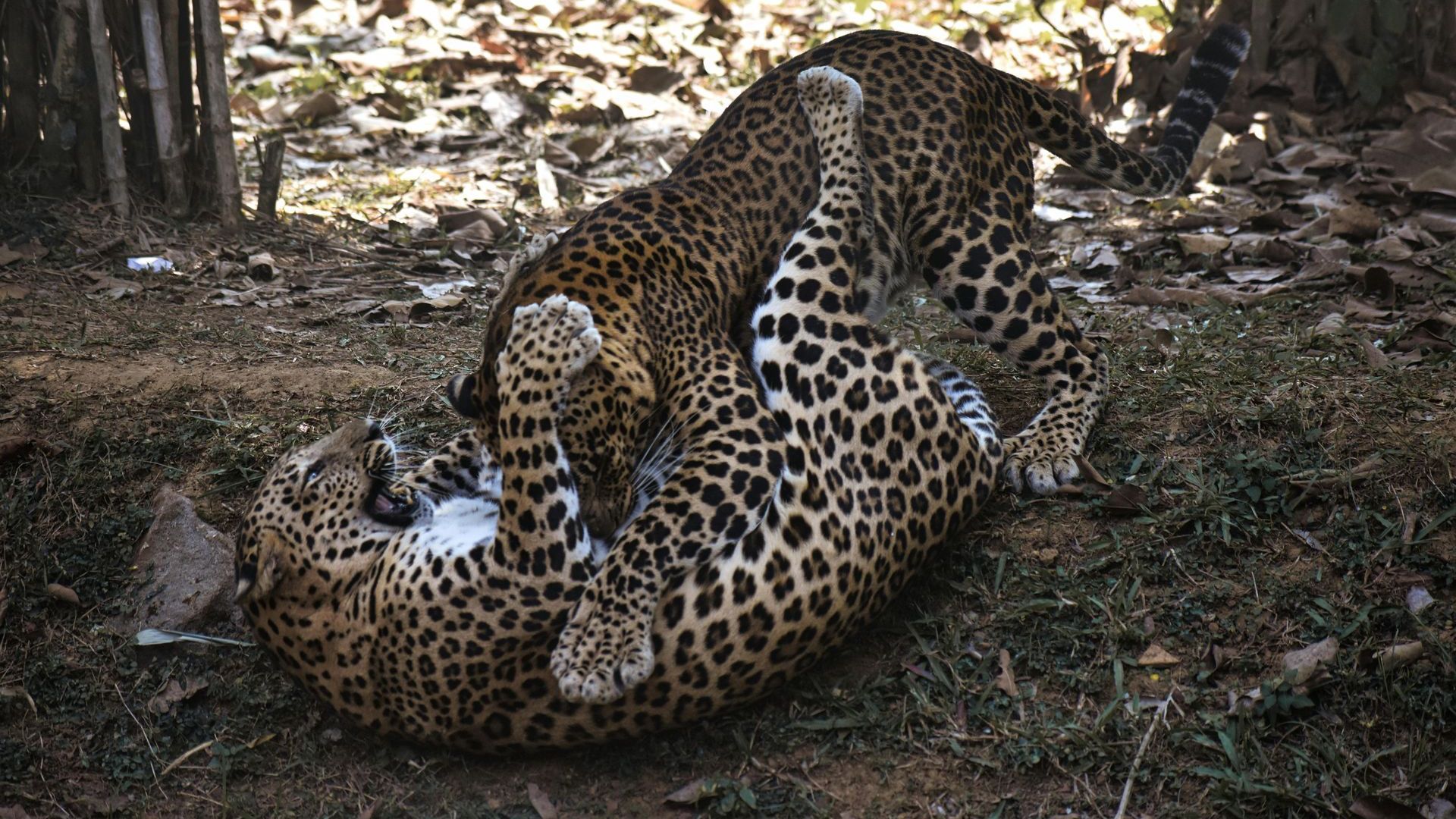 Safari holidays in South Luangwa National Park