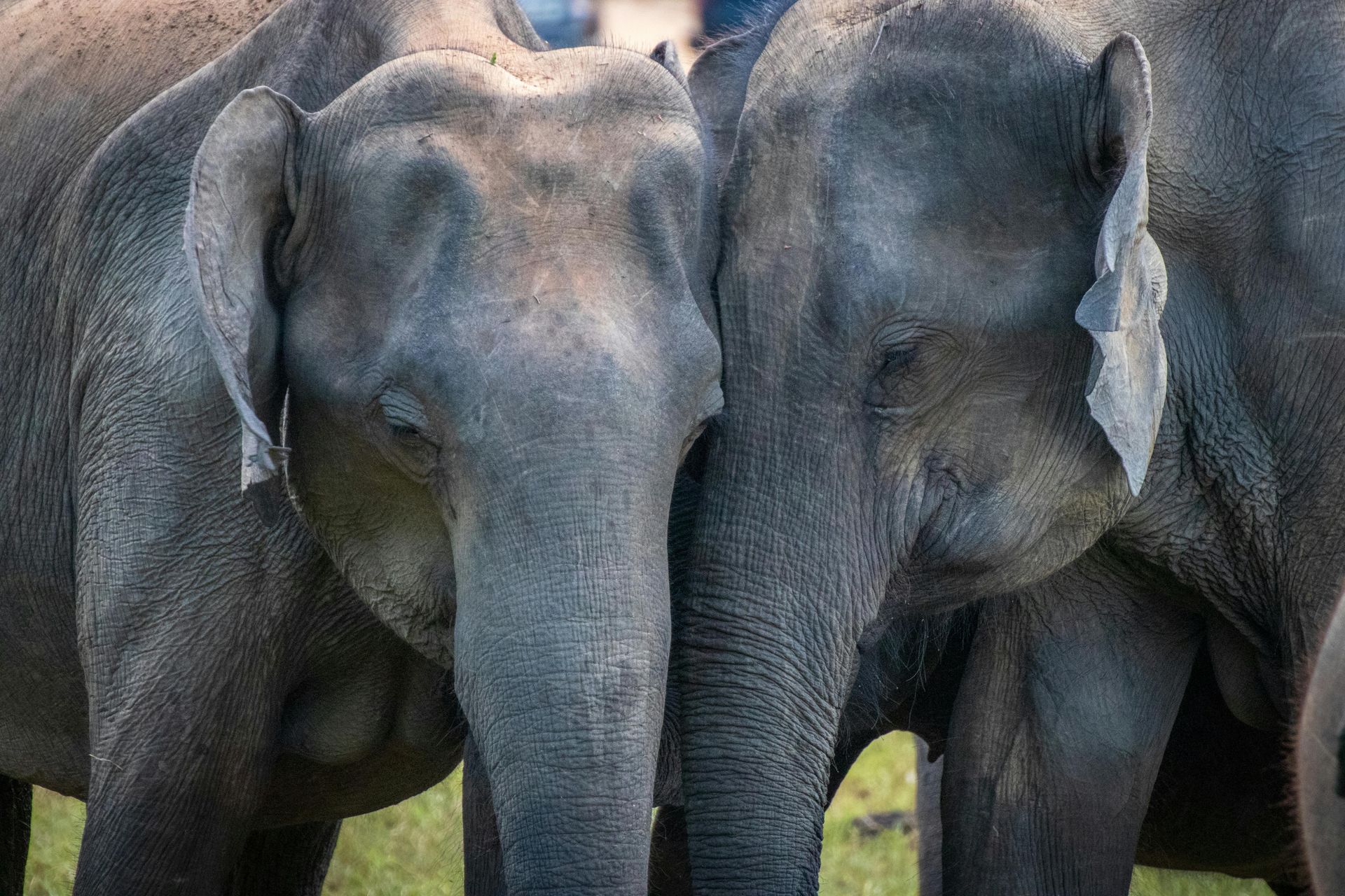 Ruaha National Park