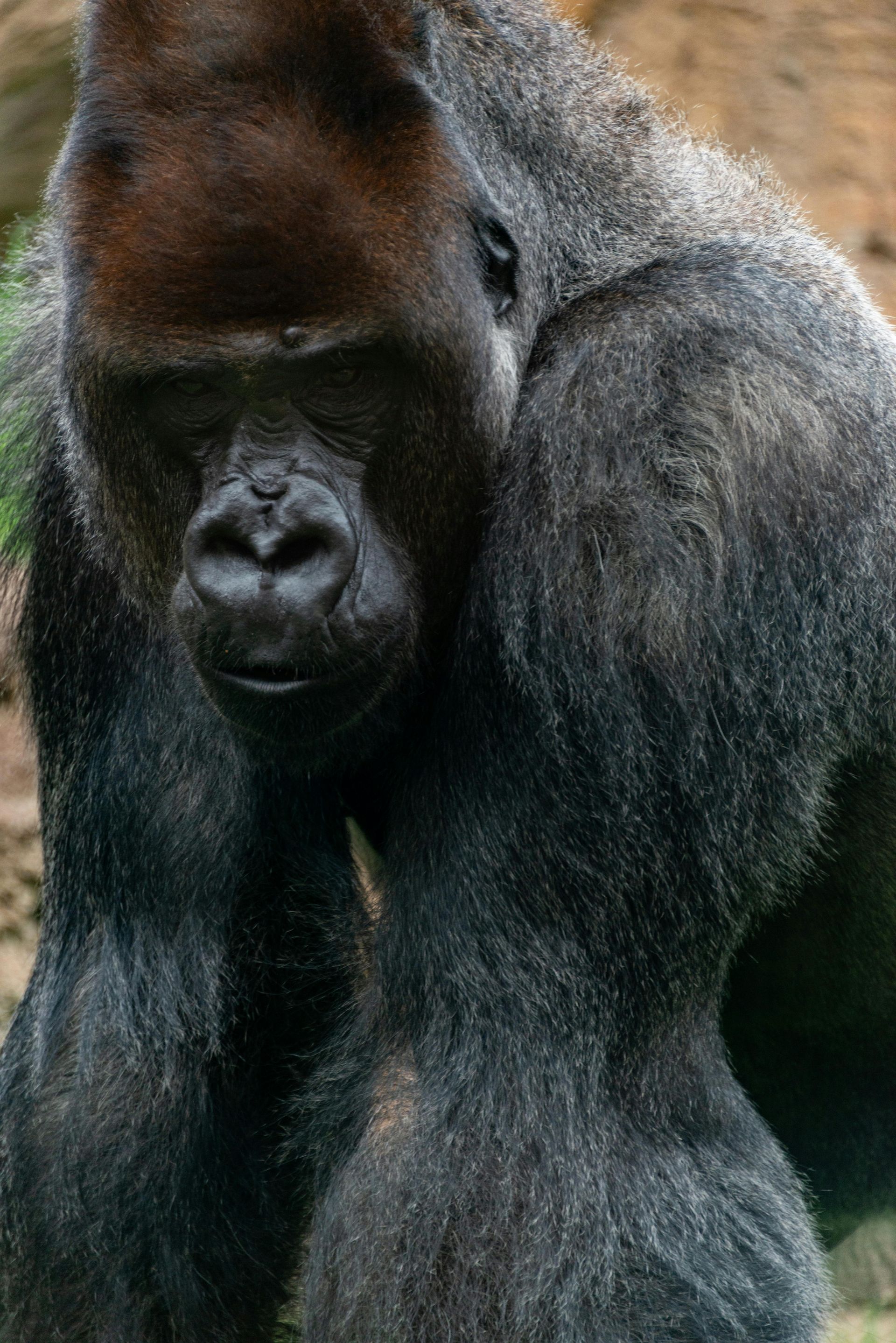 Safari Holidays in the Congo with Awake in the Wild