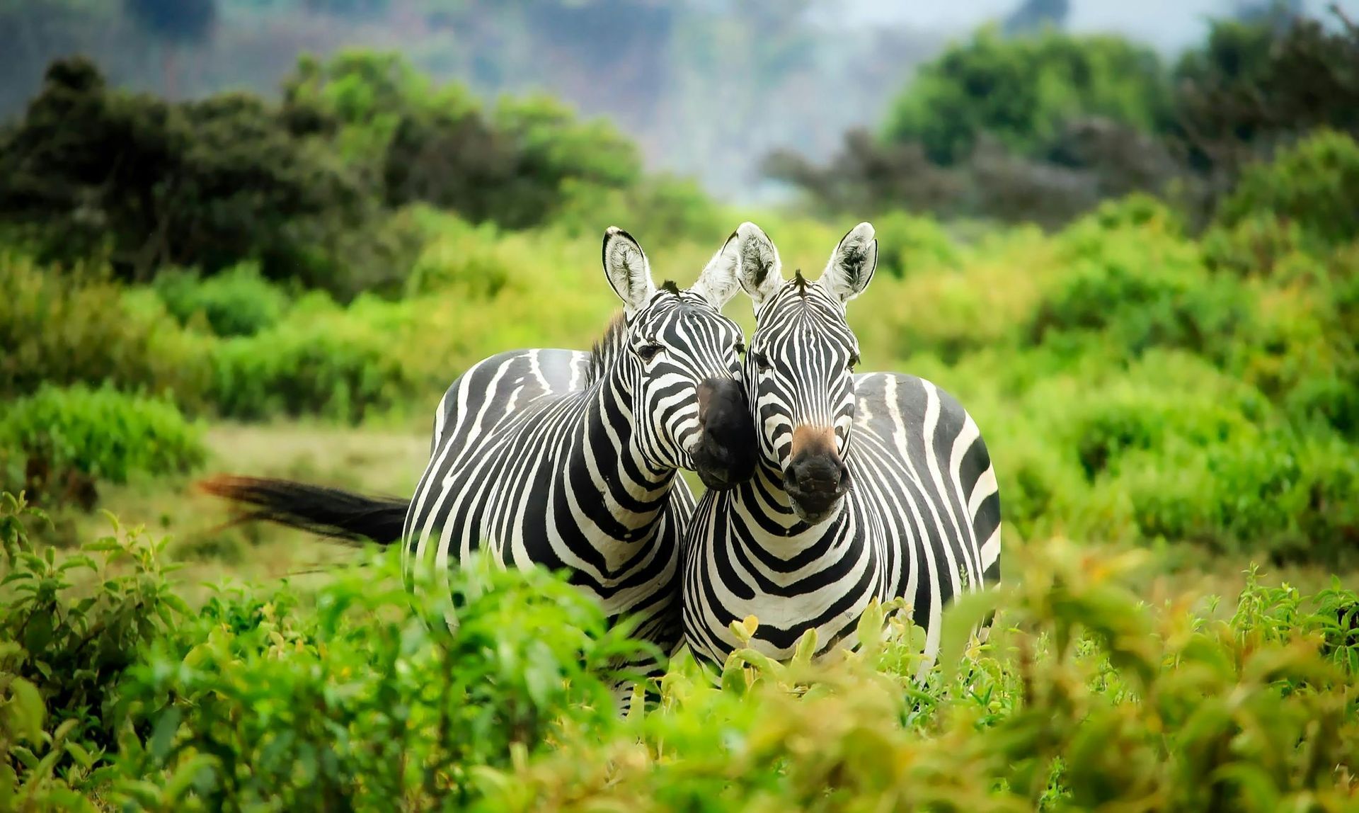 Nyika National Park