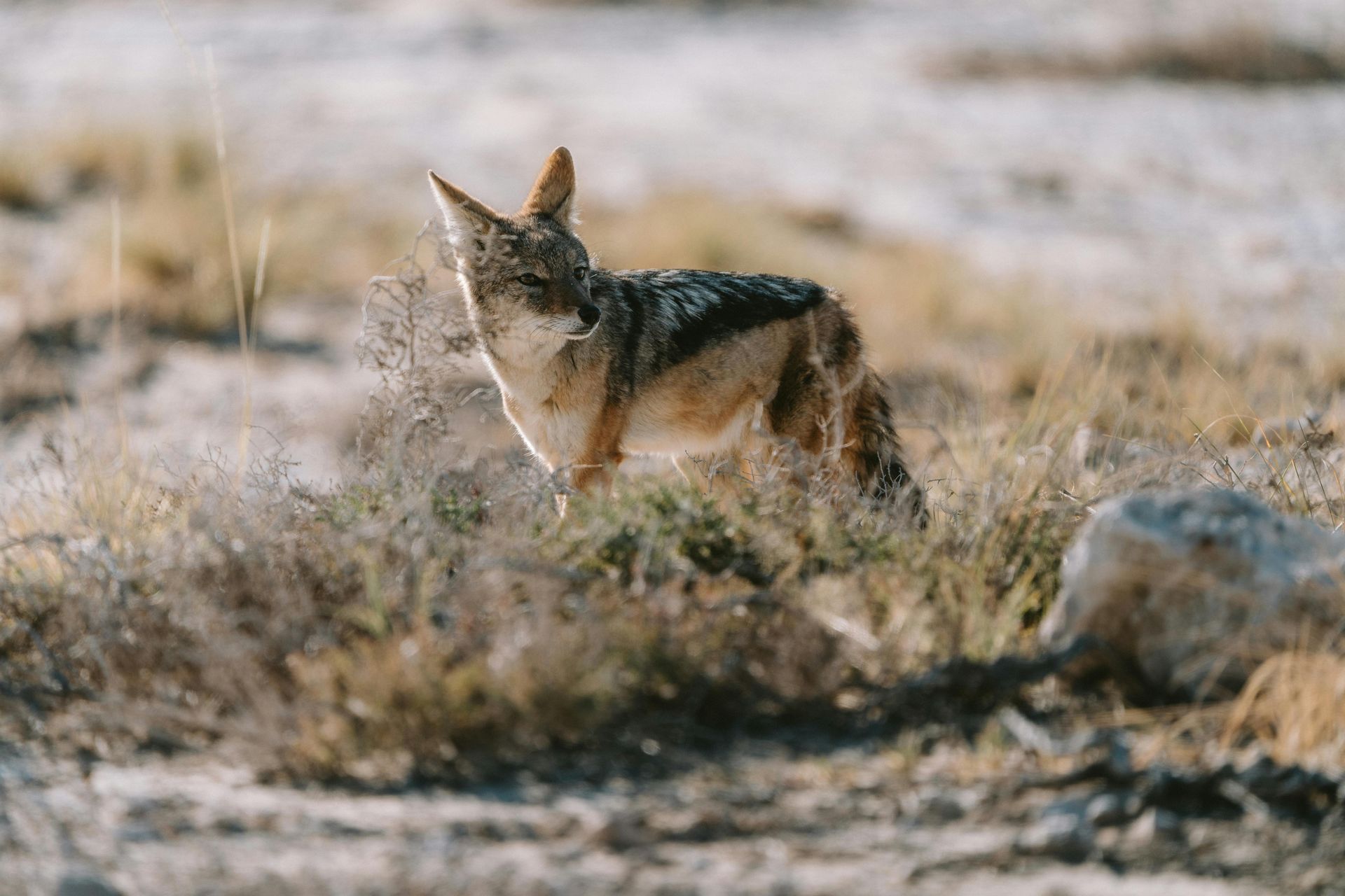 Etosha National Park Safaris: History & Conservation