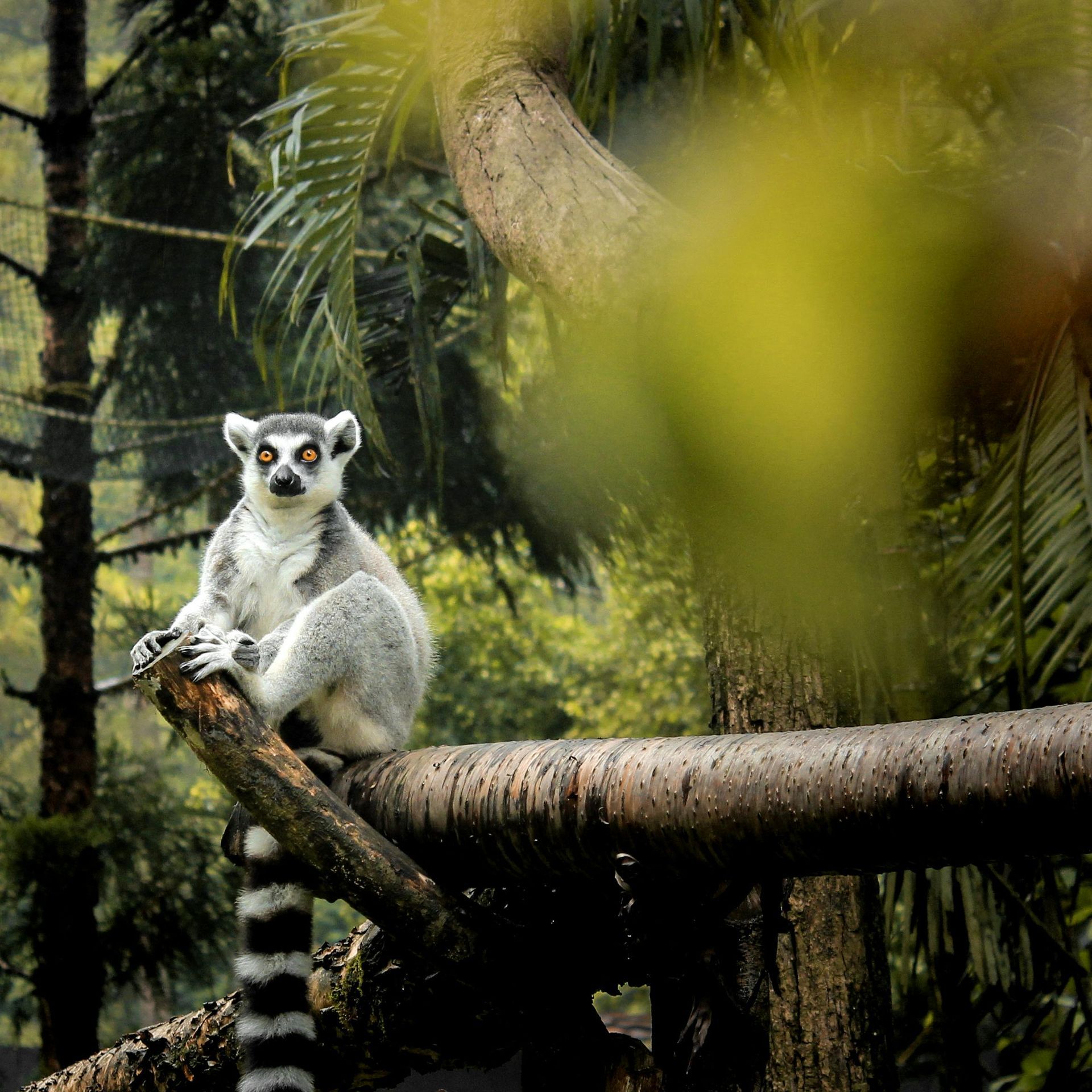 Andasibe-Mantadia National Park