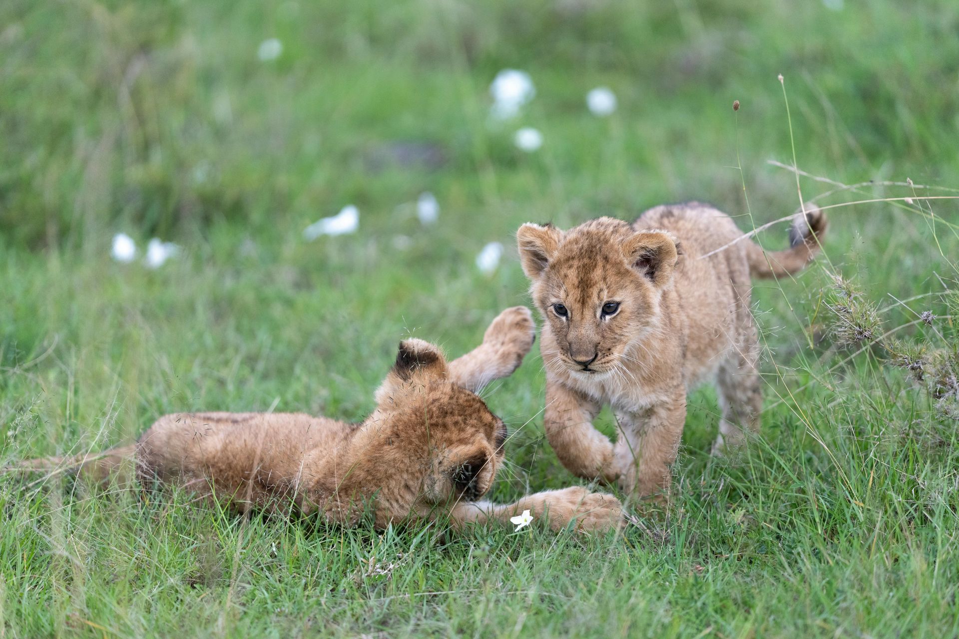 Banhine National Park