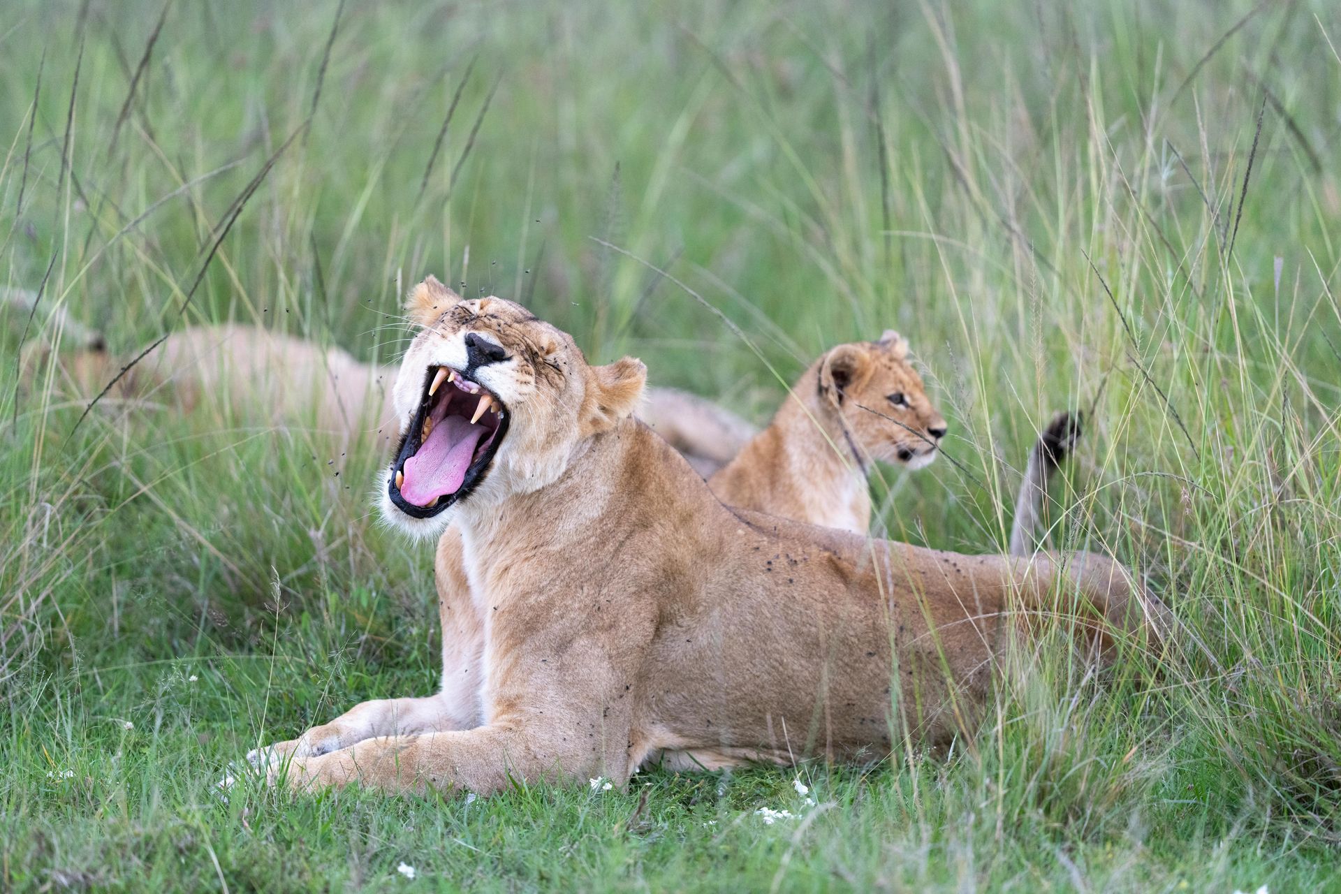 Gorongosa National Park