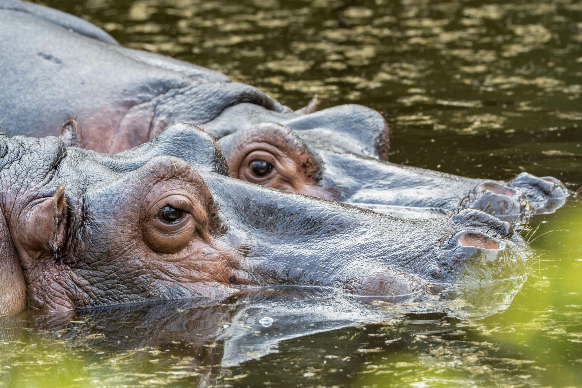 Okavango Delta