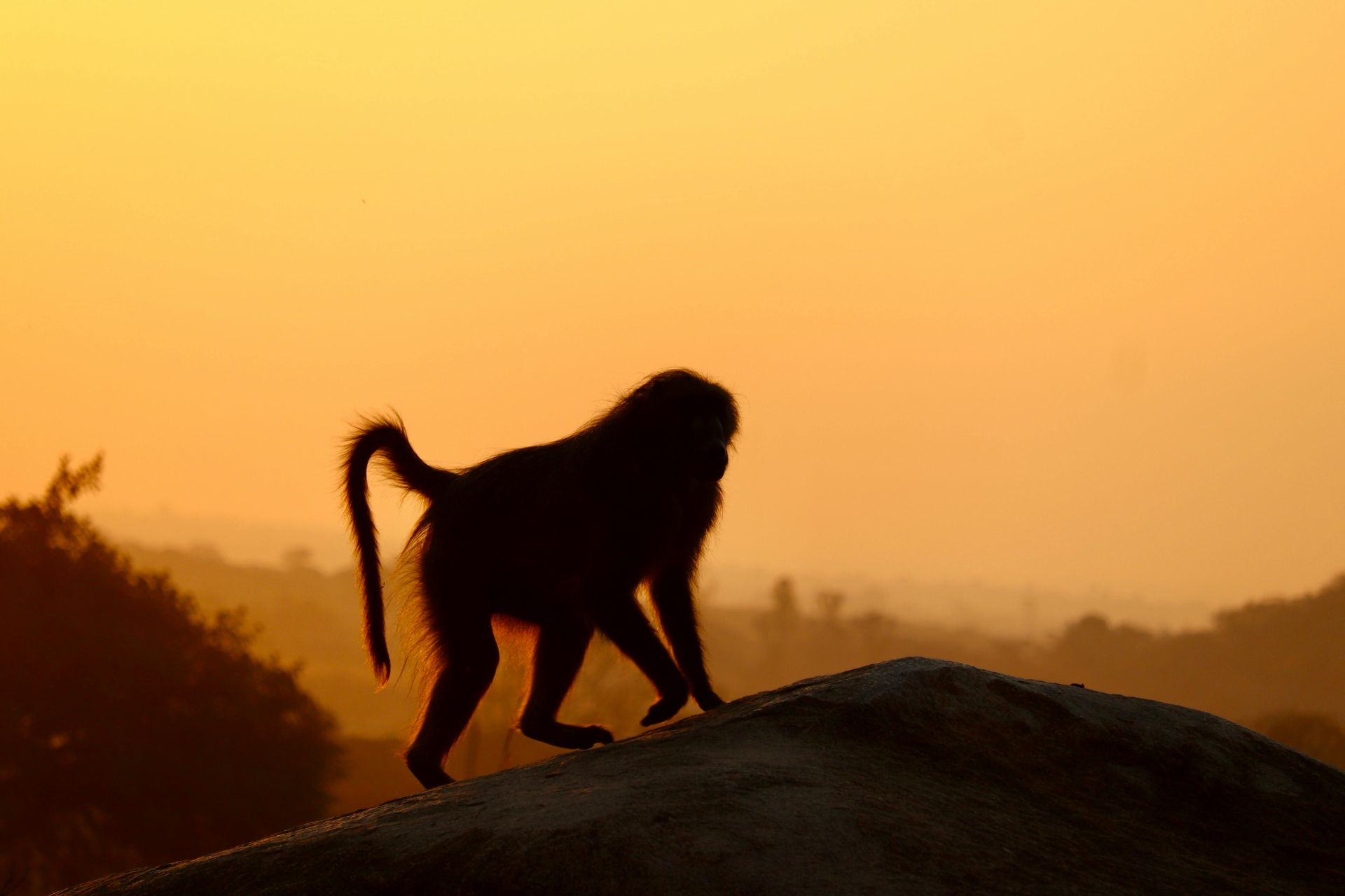 Zimbabwe Safari Holidays with Awake in the Wild
