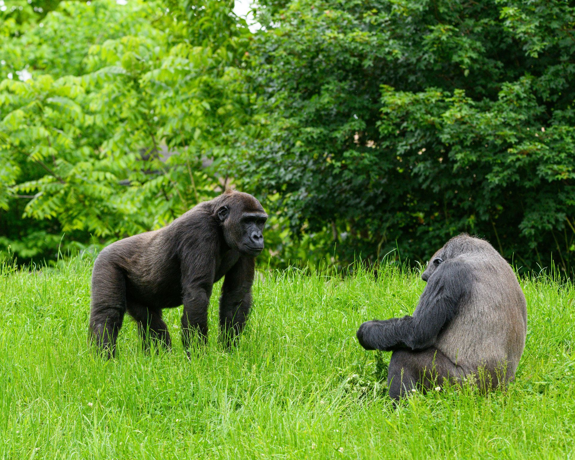 Safari Holidays in Odzala-Kokoua National Park