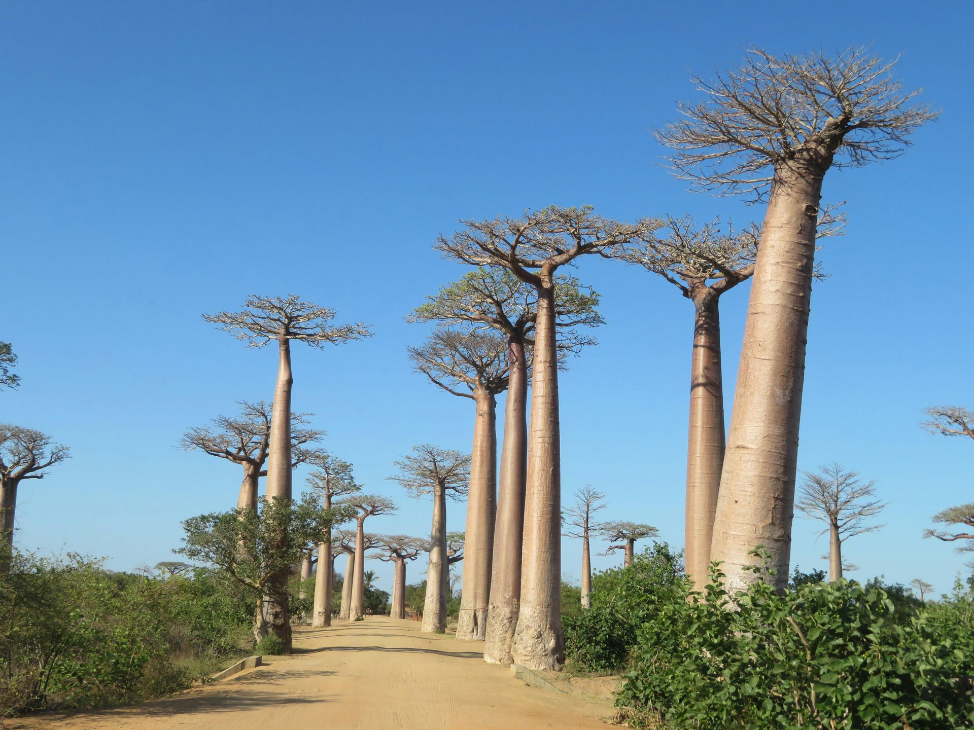 Avenue of the Baobabs