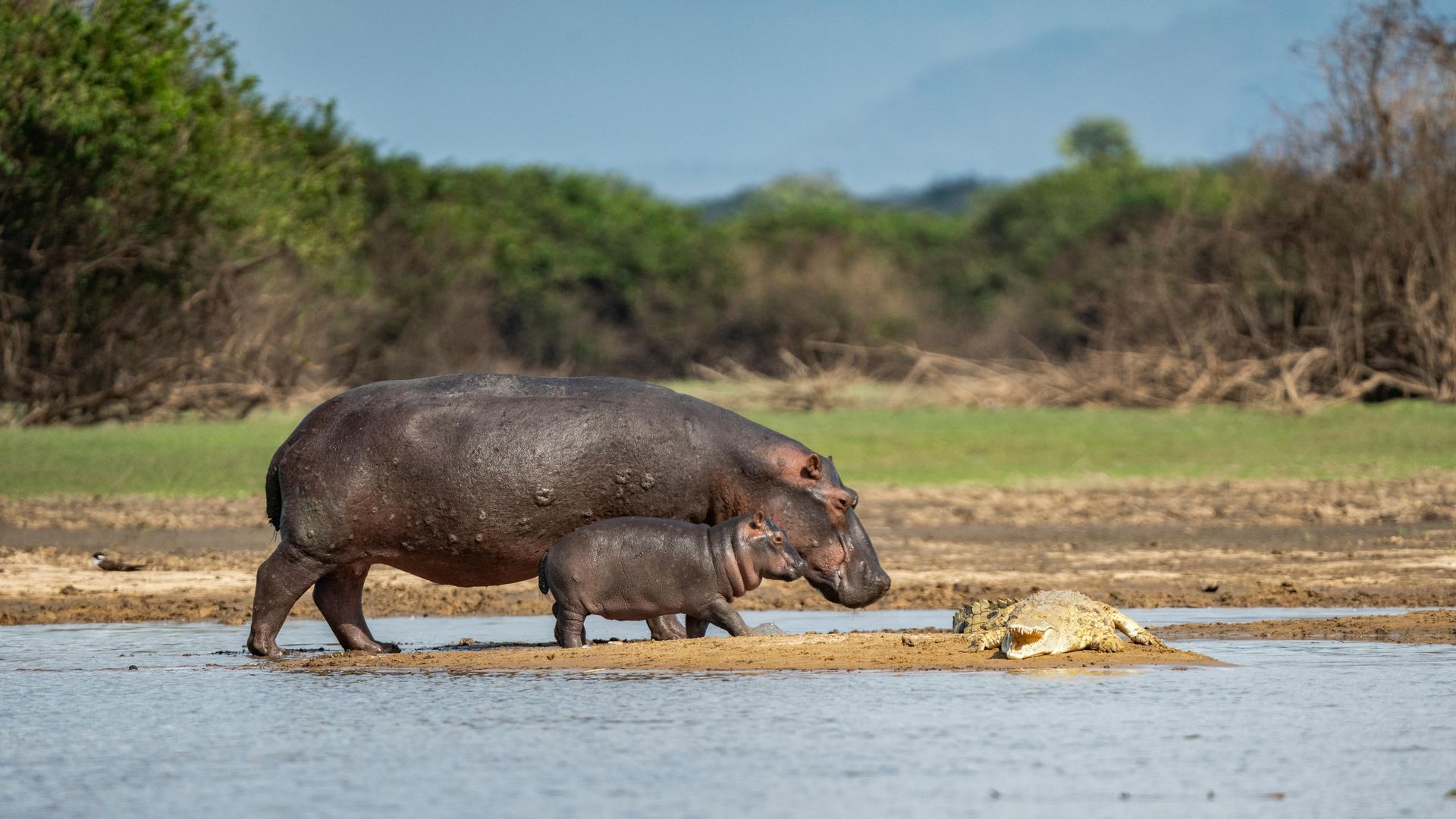 Selous (Nyerere) National Park