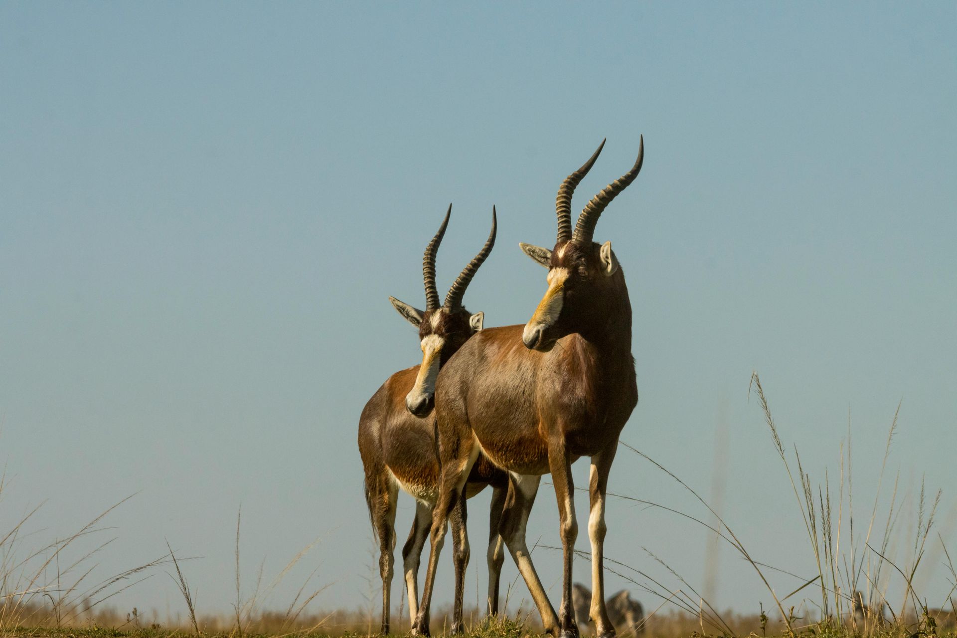 Central Kalahari Game Reserve