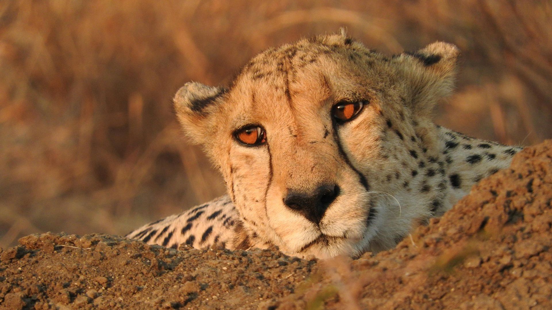 Madikwe Game Reserve for Safari Holidays 
