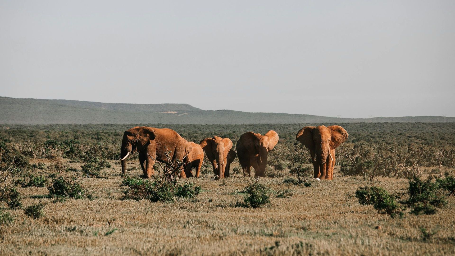 Zinave National Park