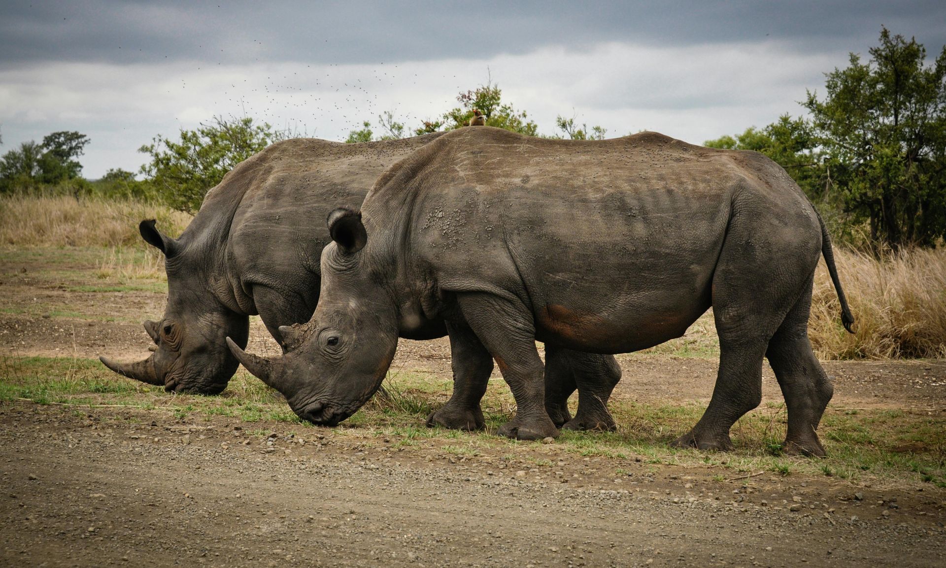 Majete Wildlife Reserve