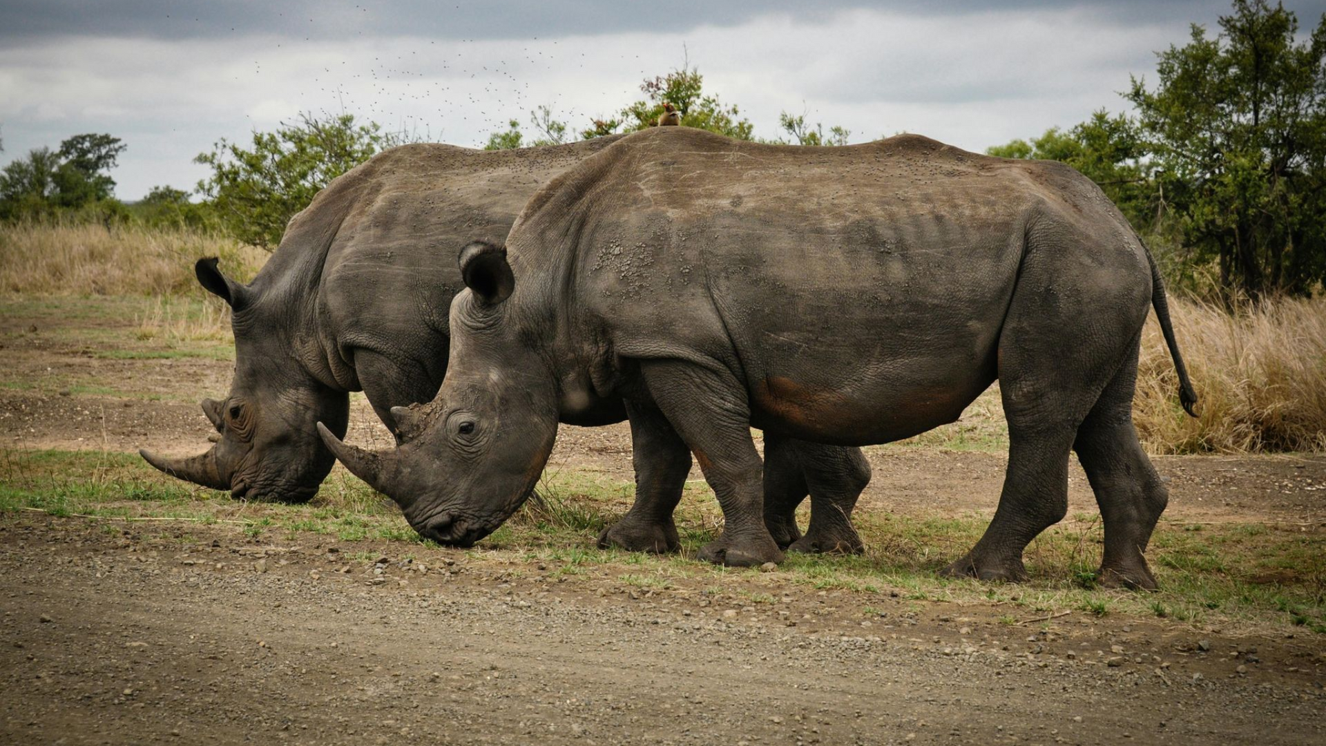 South Africa Safaris