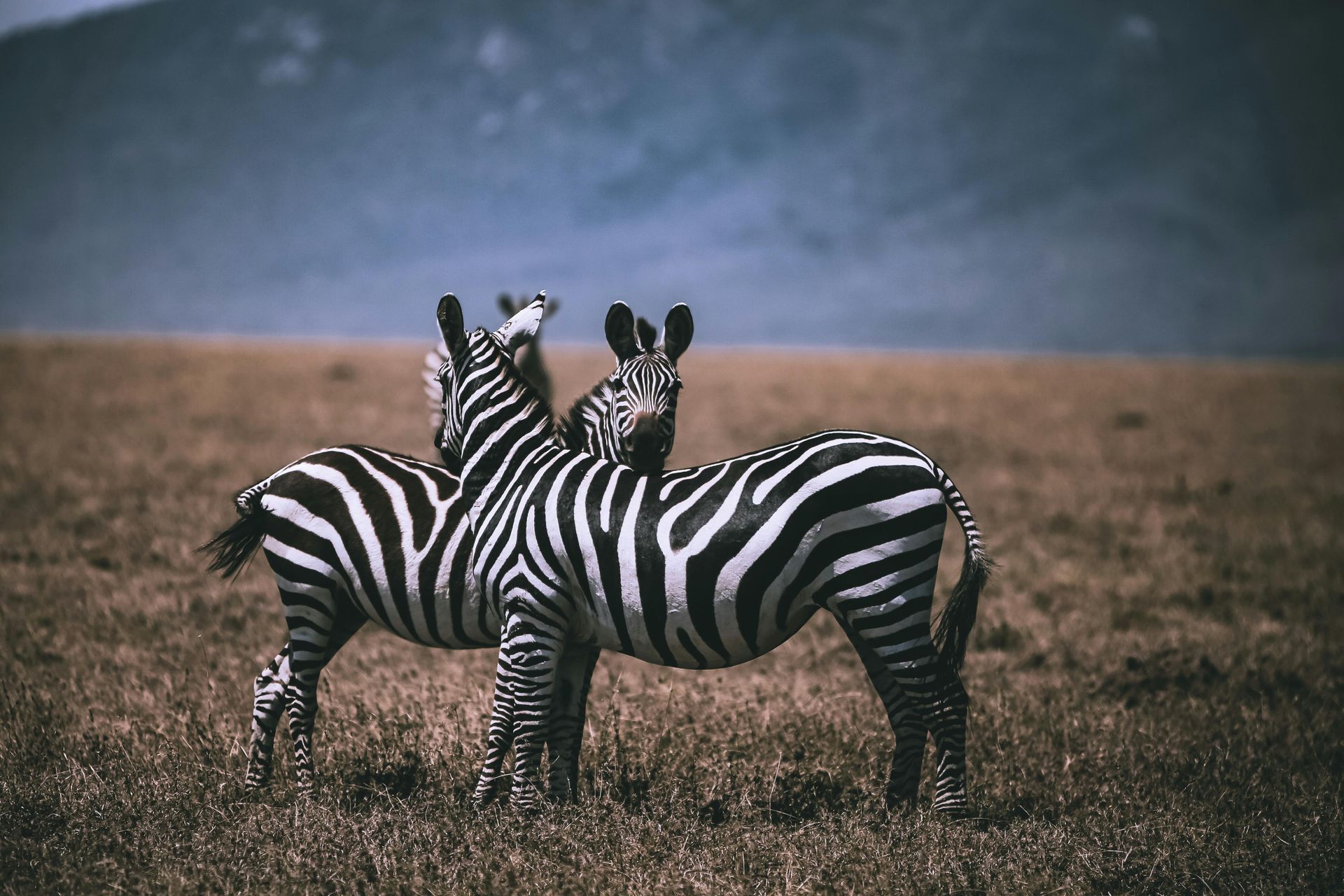 Samburu National Reserve
