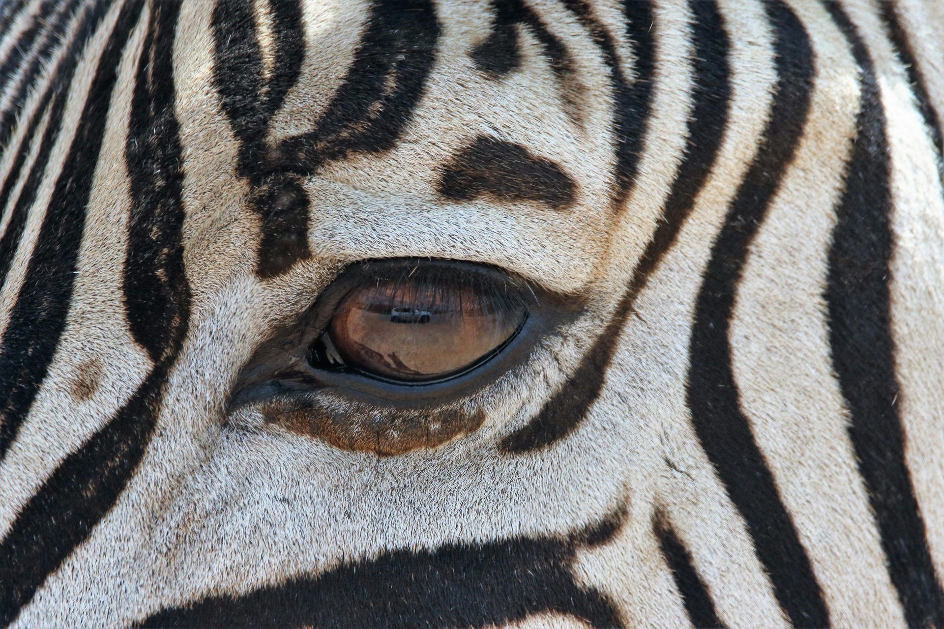 Safari Holidays to Eastern Cape Game Reserves