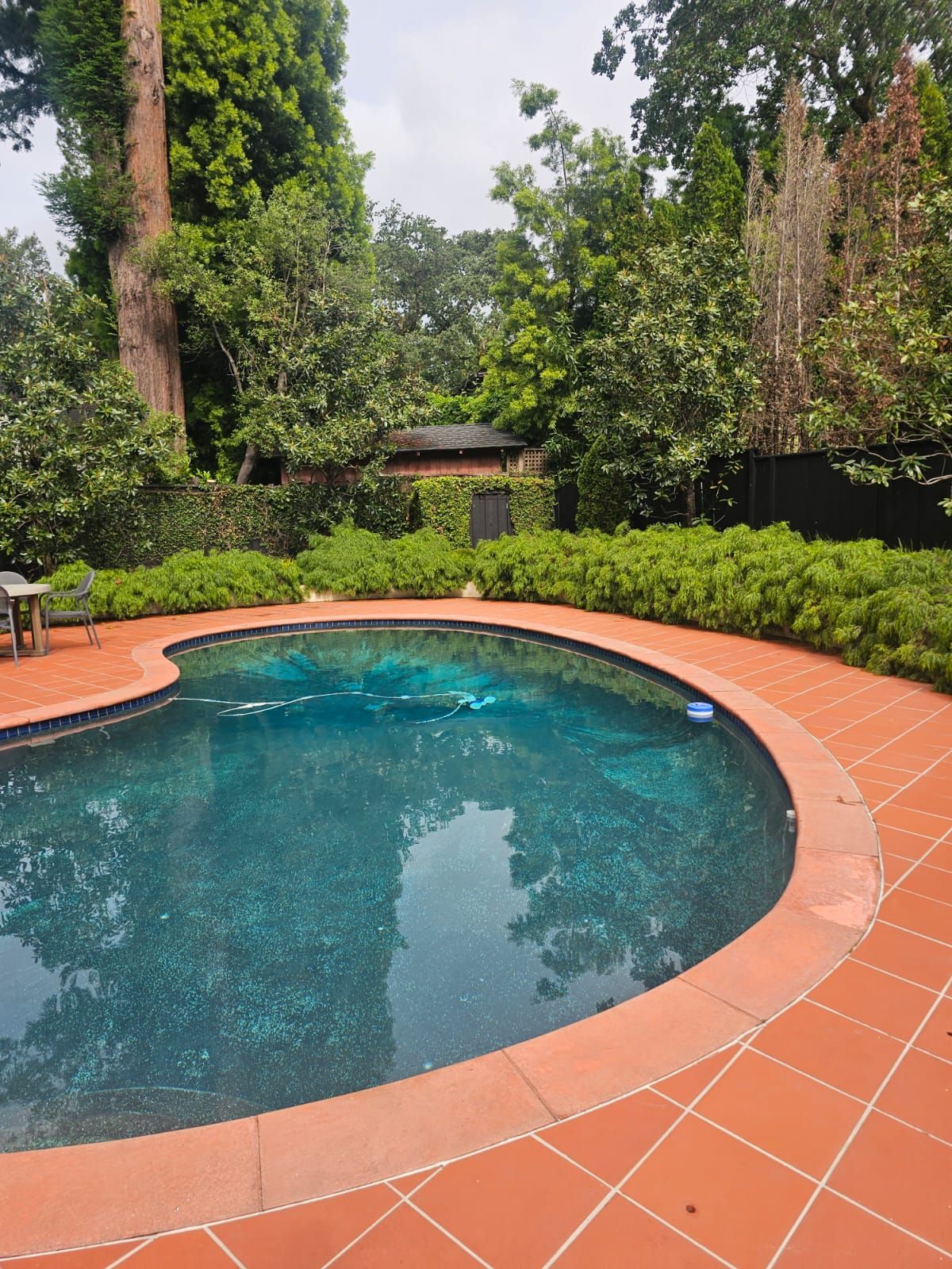 Curved backyard swimming pool with terracotta deck, surrounded by lush green trees and shrubs