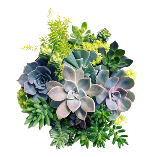 VARIEDAD DE PLANTAS