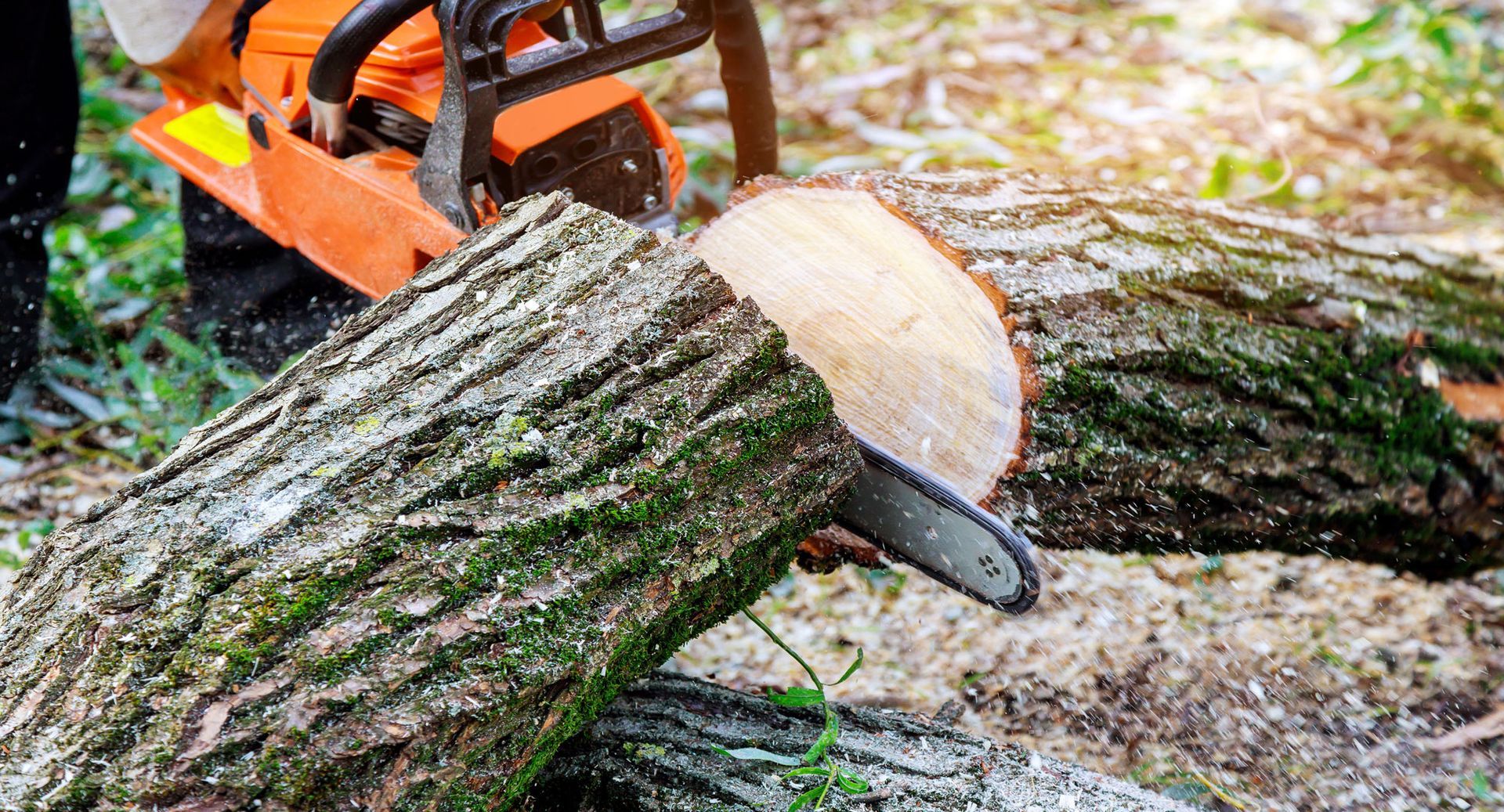 CORTAR ARBOL