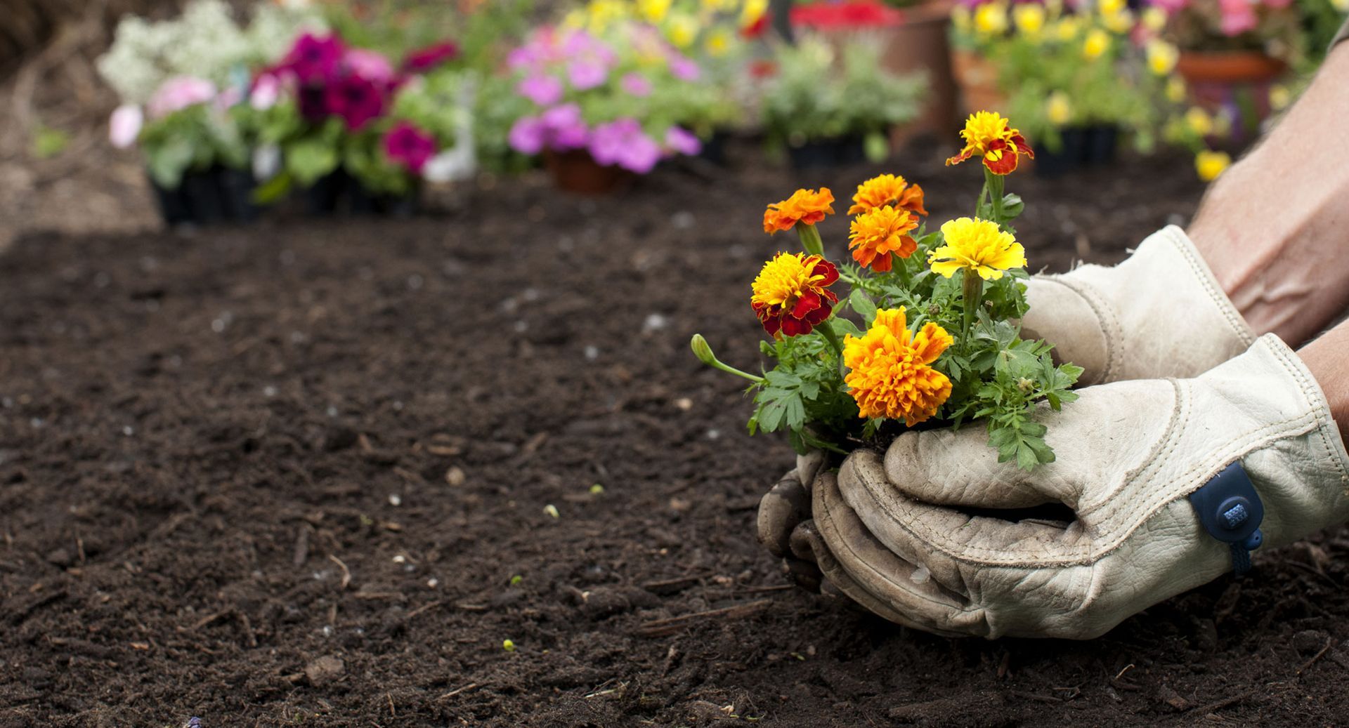 SEMBRAR PLANTAS