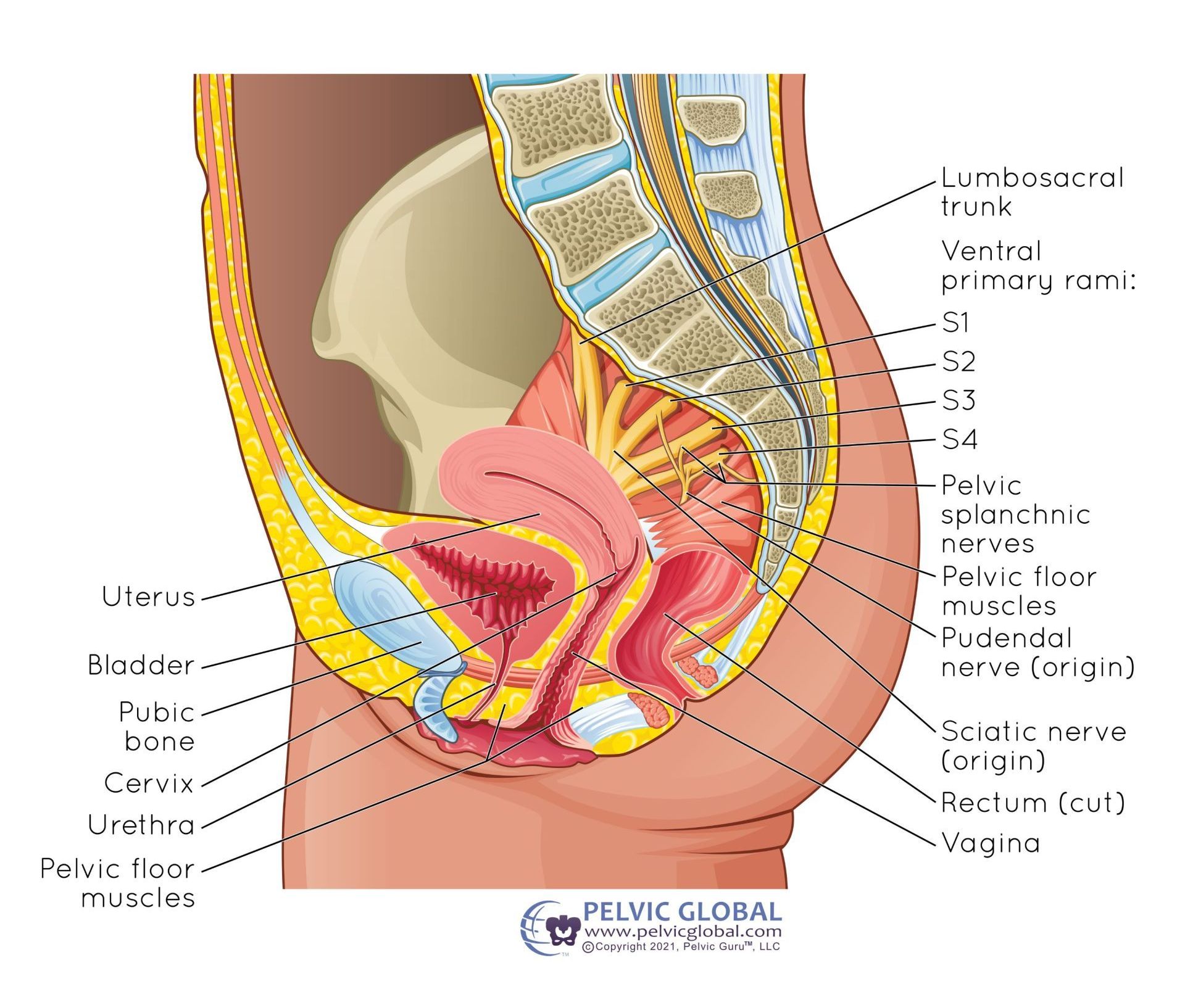 Prolapse is Confusing!, image size:1920x1634