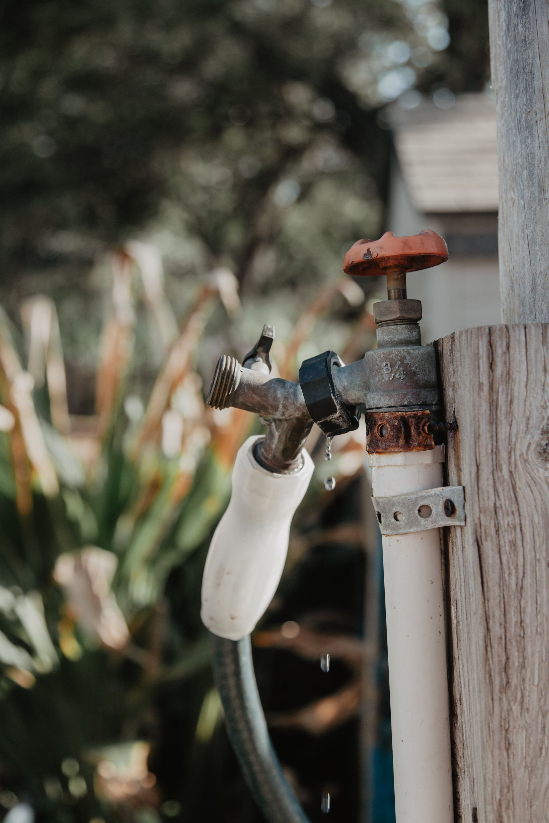 Rusty outdoor faucet with white handle, dripping water. Orange knob. Green foliage in background.