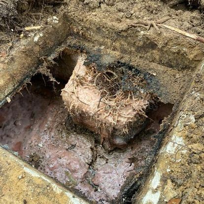 A square underground drain opening filled with a large, compacted mass of roots and debris, covered in mud.