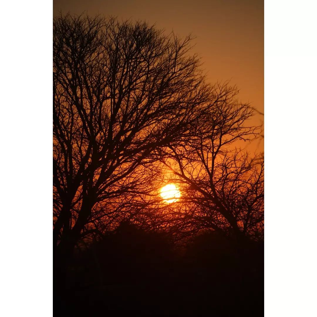 A sunset with trees in the foreground and the sun in the background.