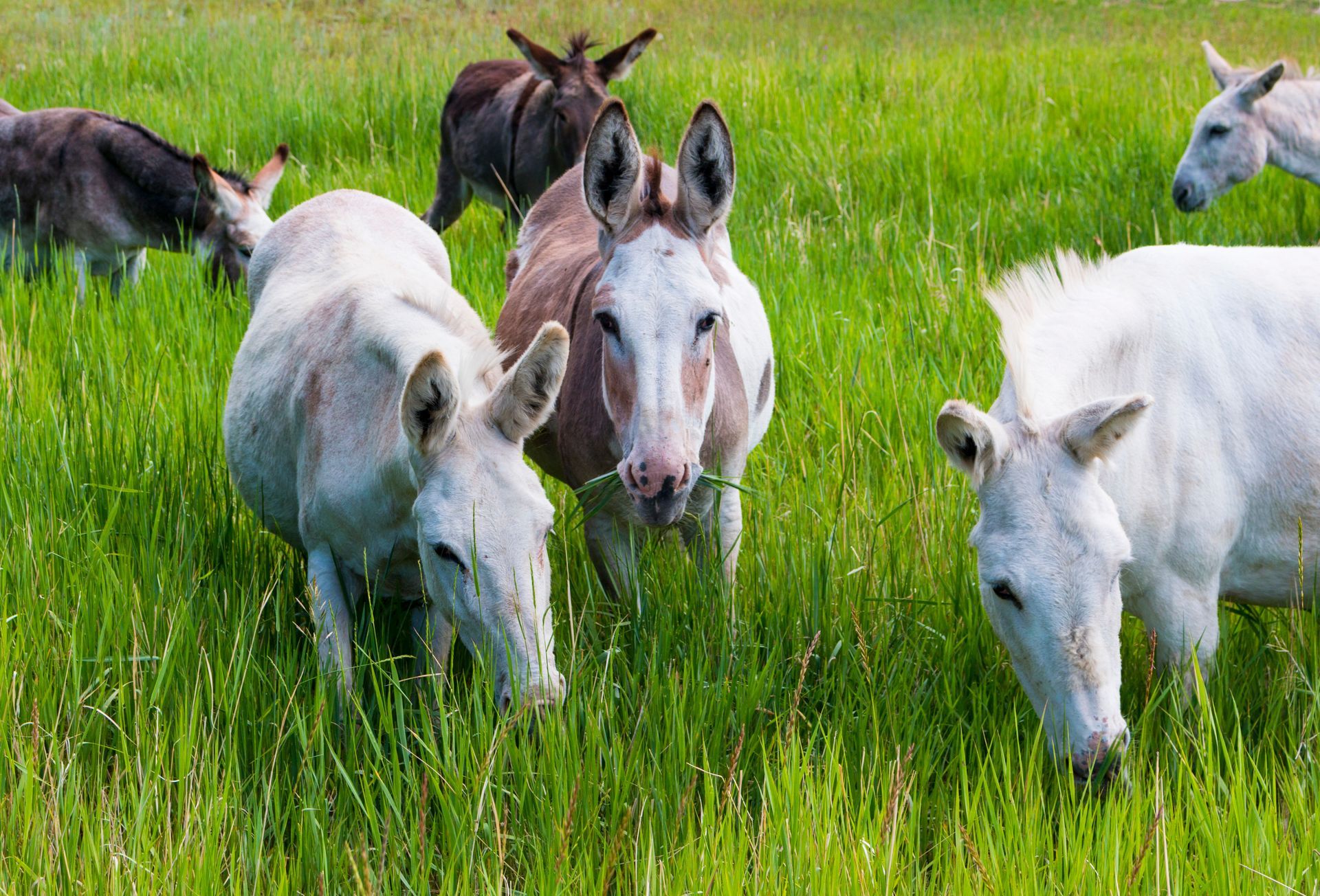 A herd of donkeys grazing in a grassy field.