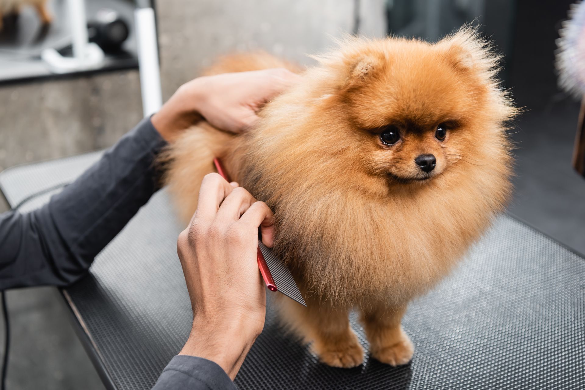 Full Dog Grooming Services Lancaster & Conestoga PA - Happy Paws Grooming