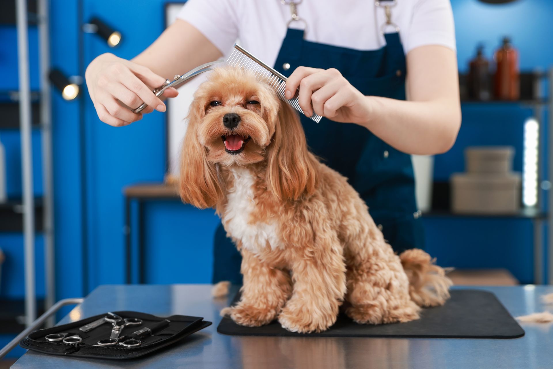 A cute poodle dog is getting groomed and cleaned by a dog groomer. A cute poodle dog is getting groomed and cleaned by a dog groomer.