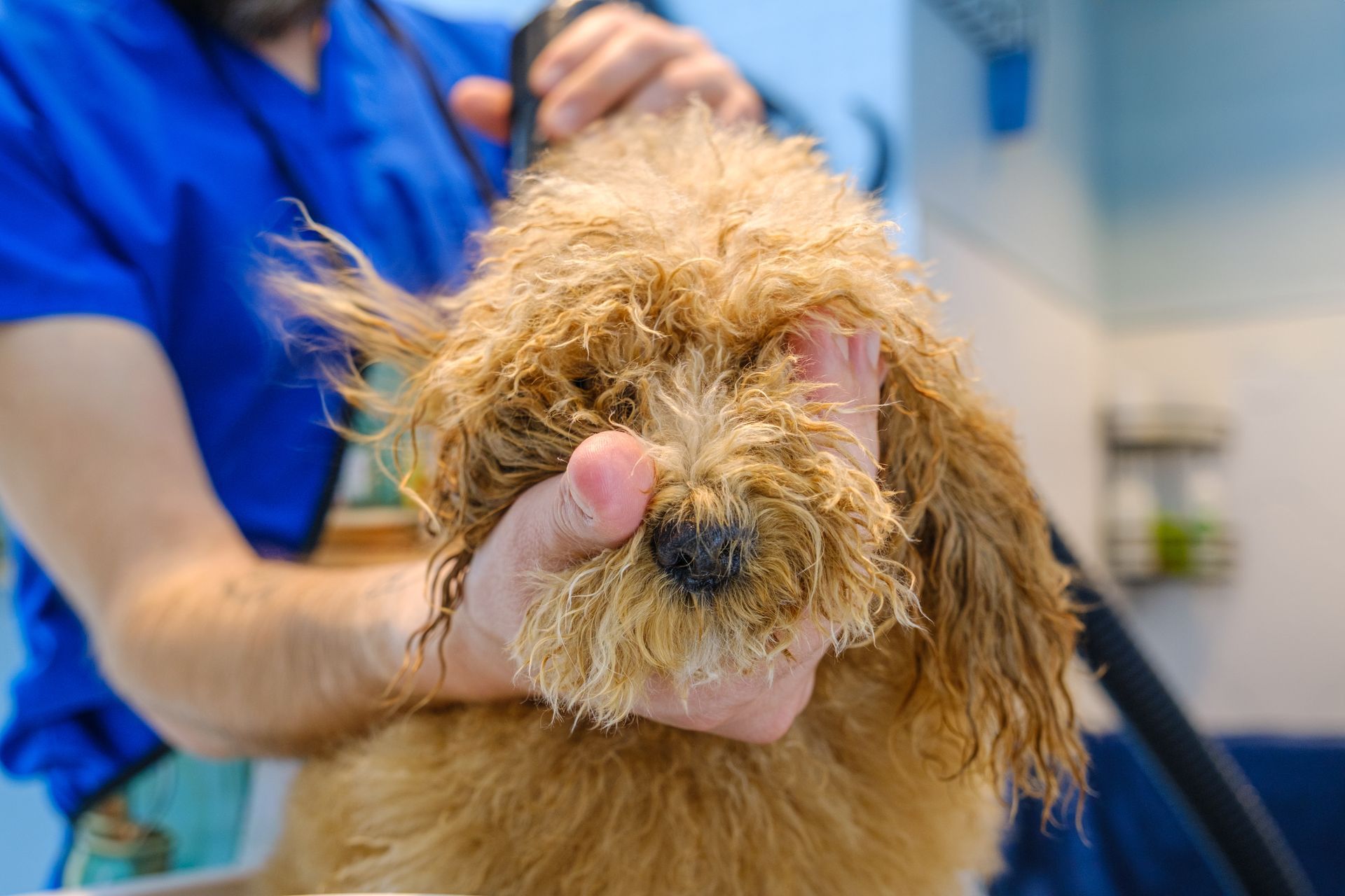 A pet groomer is blow-drying a Lagotto dog. A pet groomer is blow-drying a Lagotto dog.
