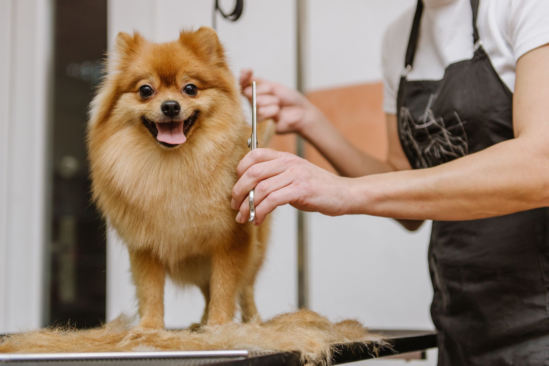 Fluffy orange Pomeranian dog enjoying a grooming session with a skilled local dog groomer.