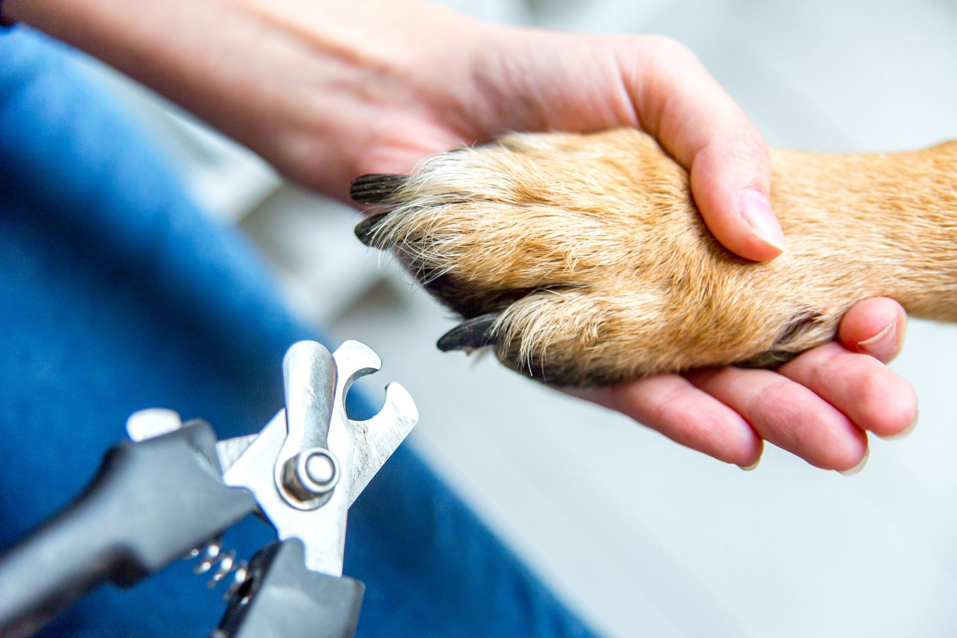 A groomer gently holds a dog's paw while preparing to trim its nails with clippers.