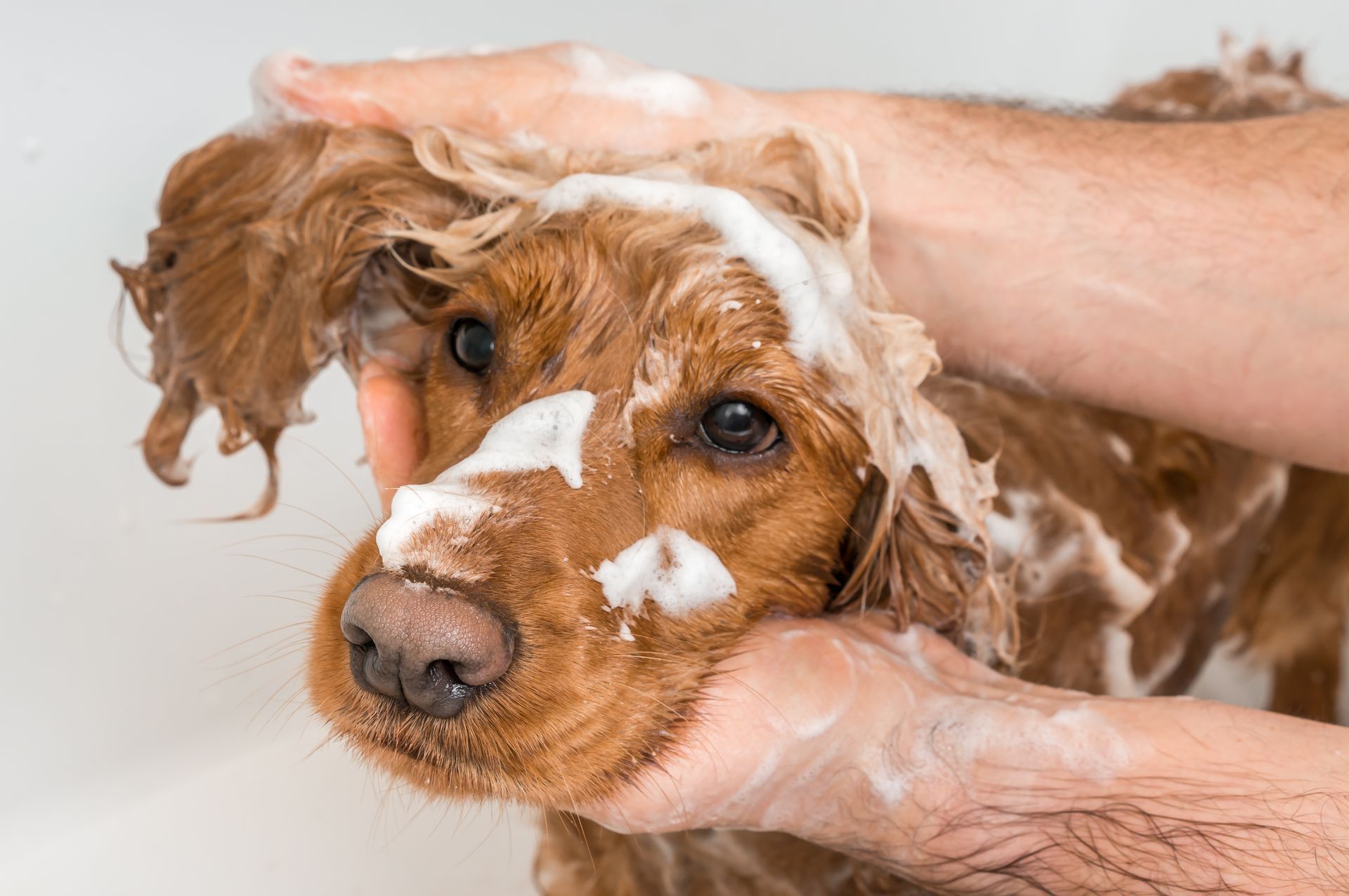 Professional dog grooming showing a fluffy cocker spaniel getting a soapy bath with shampoo.