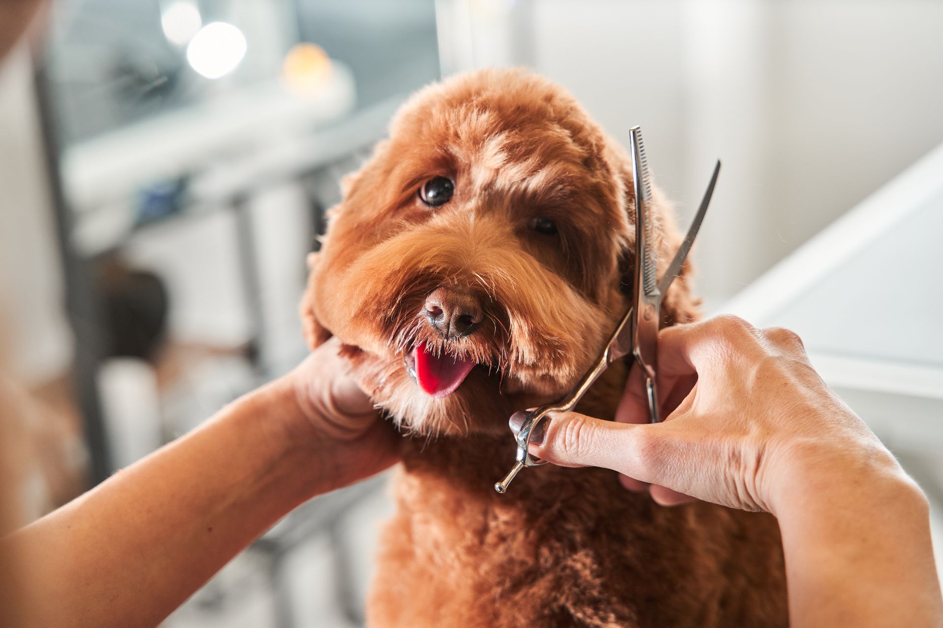 A dog is getting his hair cut.