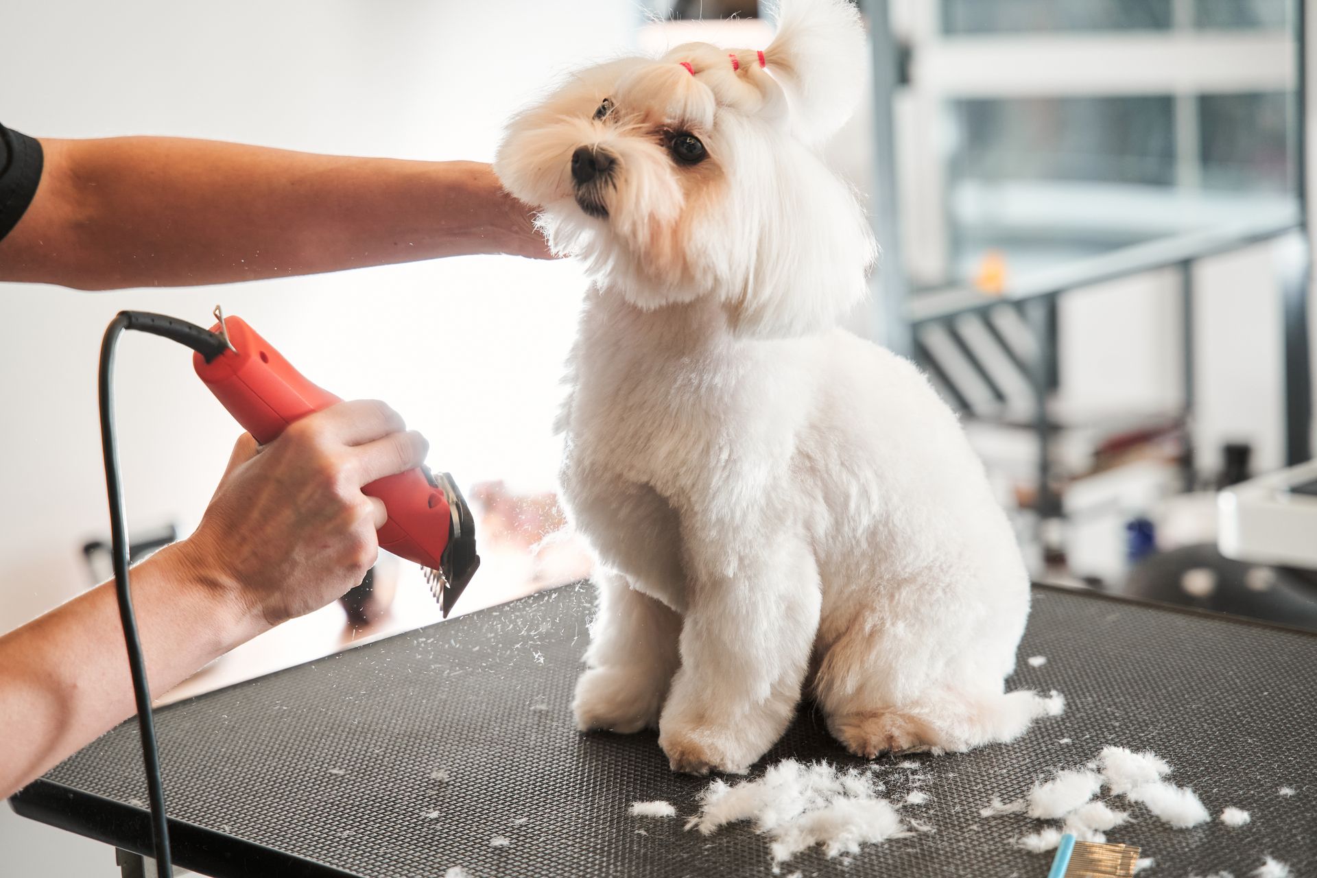 Small white dog being groomed on a table with clippers in a bright salon